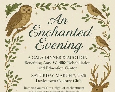 An Enchanted Evening with Wildlife