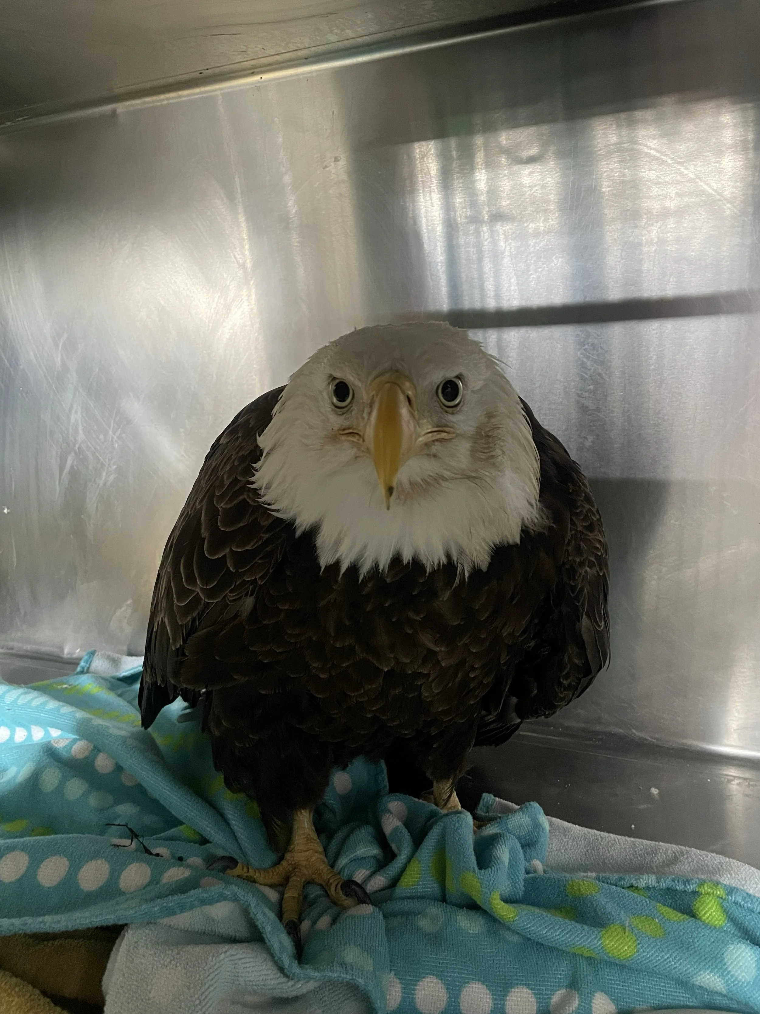 Grounded: An Eagle’s Unexpected Detour