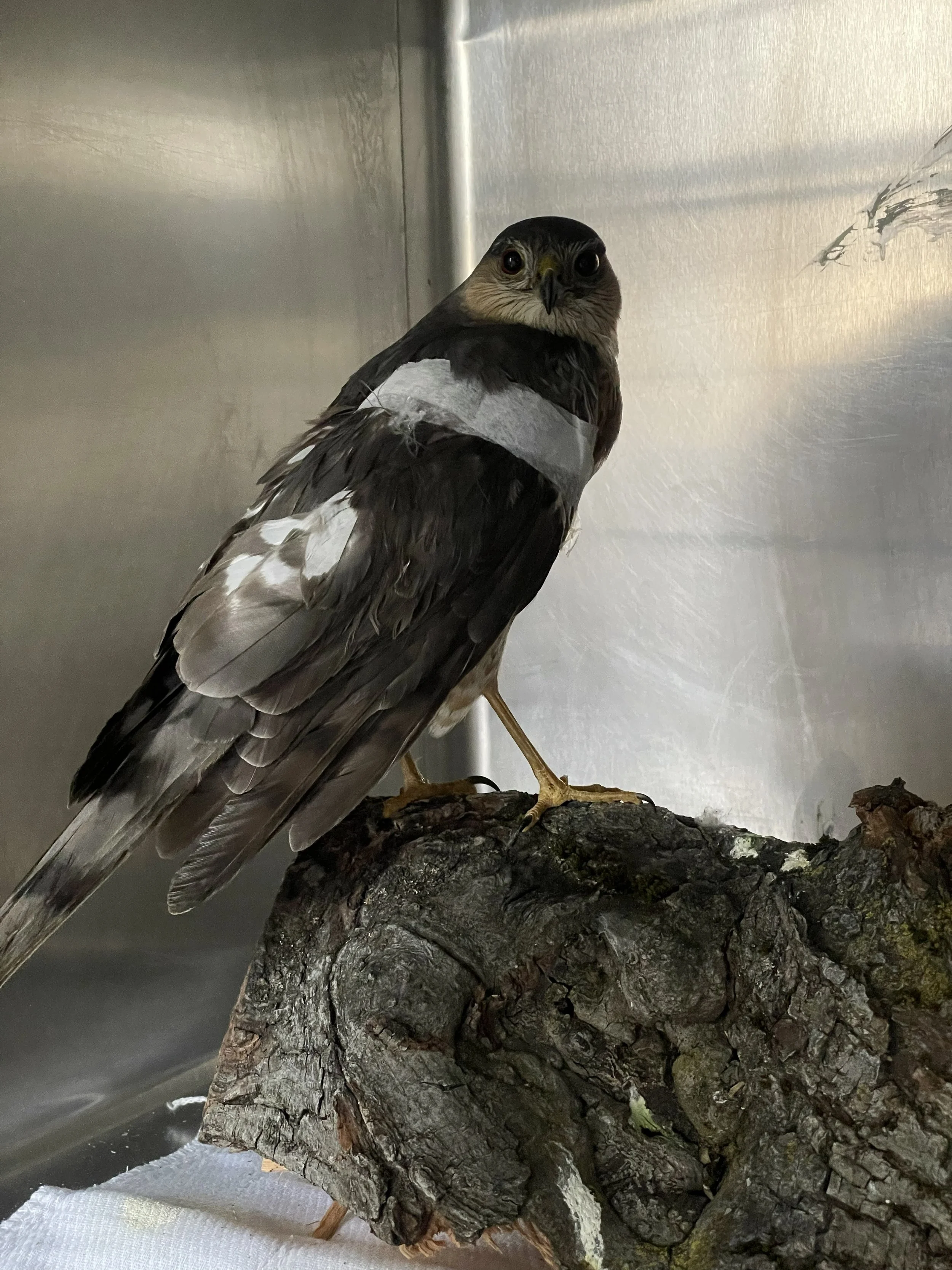 Safe Passage: Helping Birds Survive Migration