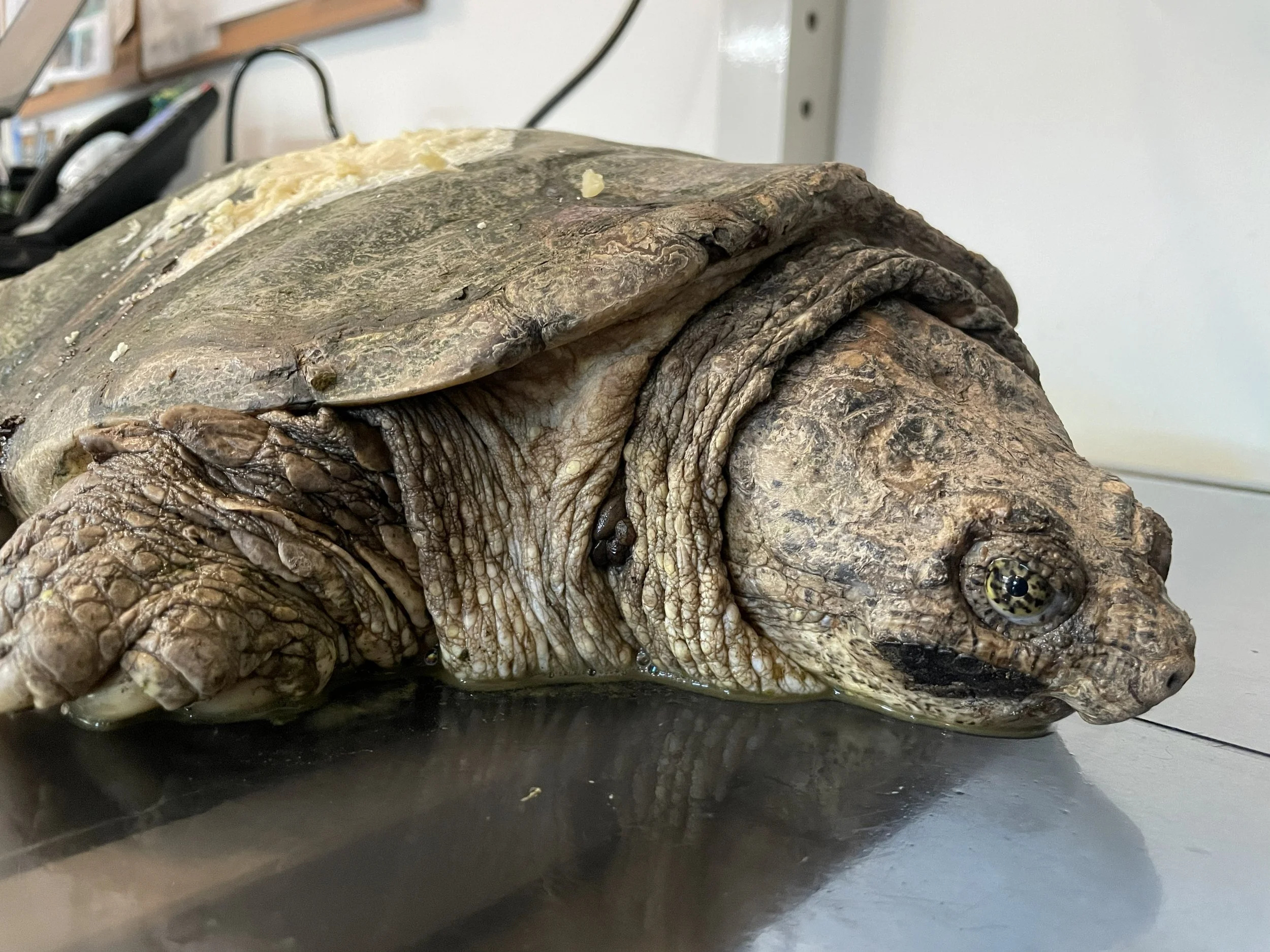Close up of snapping turtle on exam table