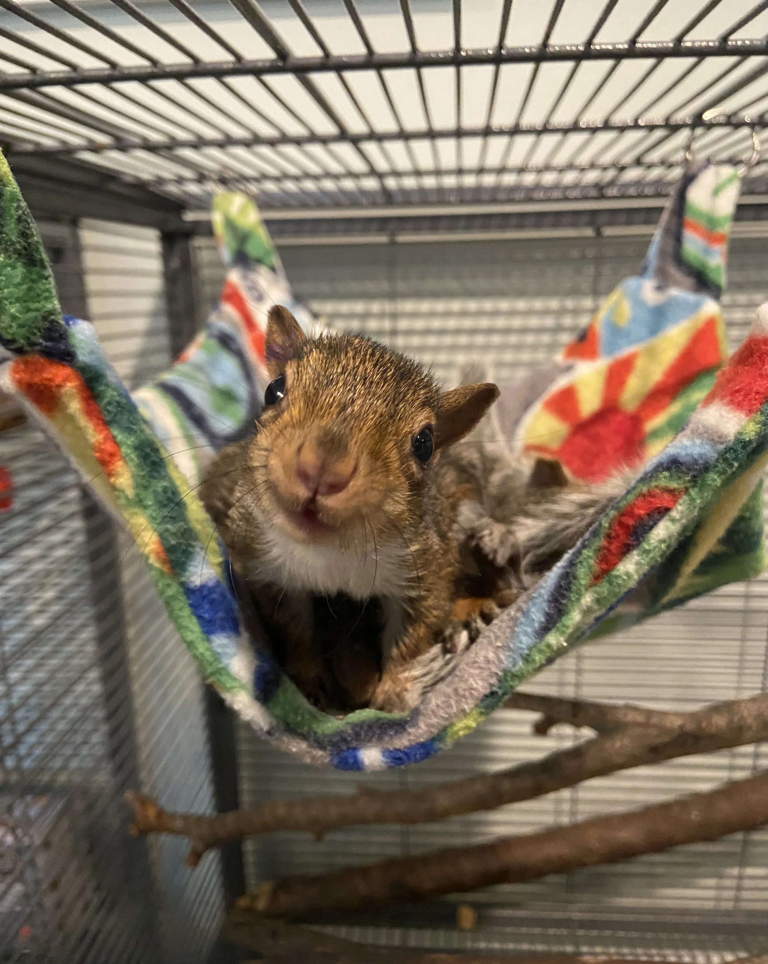 A brown squirrel lays in a colorful hammock attached to the wire bars os a large crate. The squirrel leans forward and looks into the camera