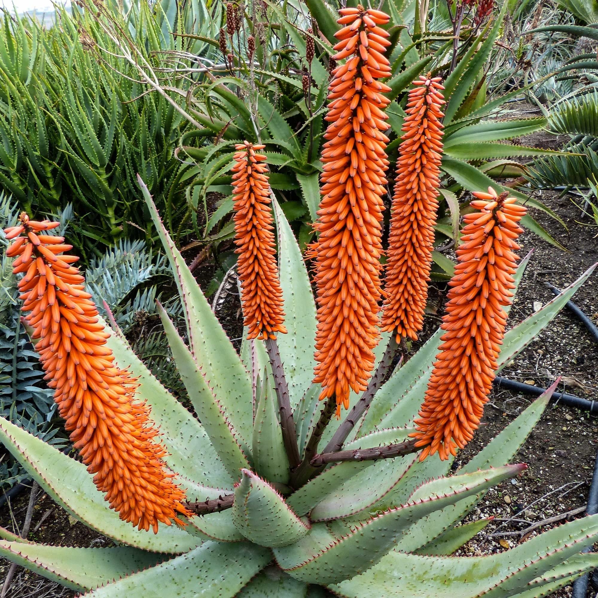 Aloe Ferox Capsules