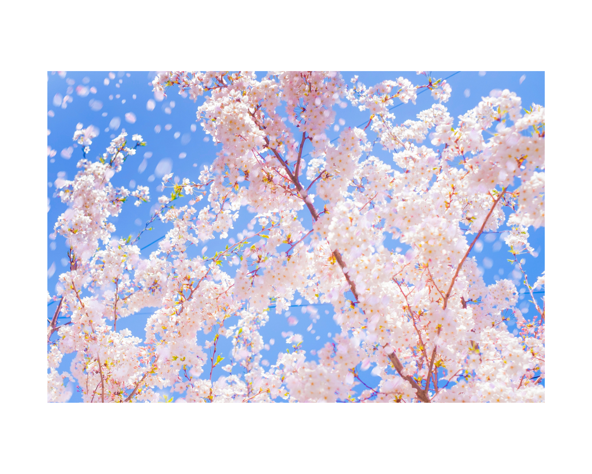 4/2（木）、新宿御苑でお花見ポトラックを開催します。