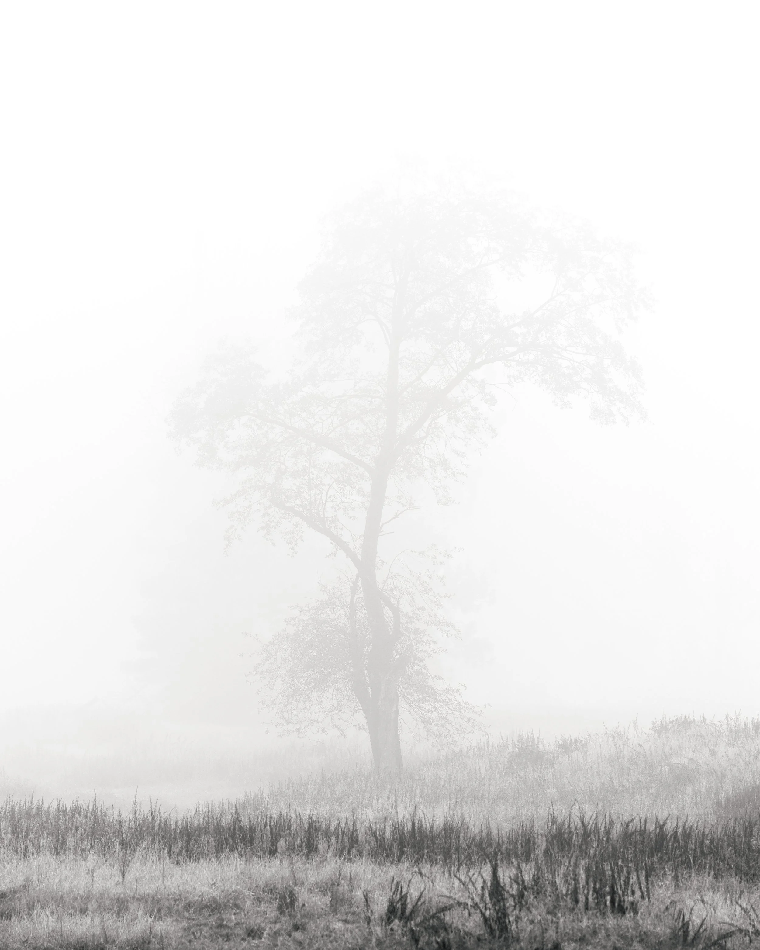 A solitary tree stands in a foggy landscape with grass at its base, and the scene is enveloped in mist.