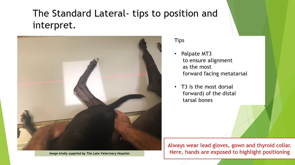 Radiographic Guidelines — Save Your Dog's Hock & Improve Performance