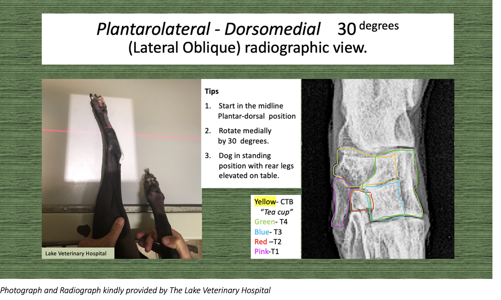 Radiographic Guidelines — Greyhound Tarsal Screening
