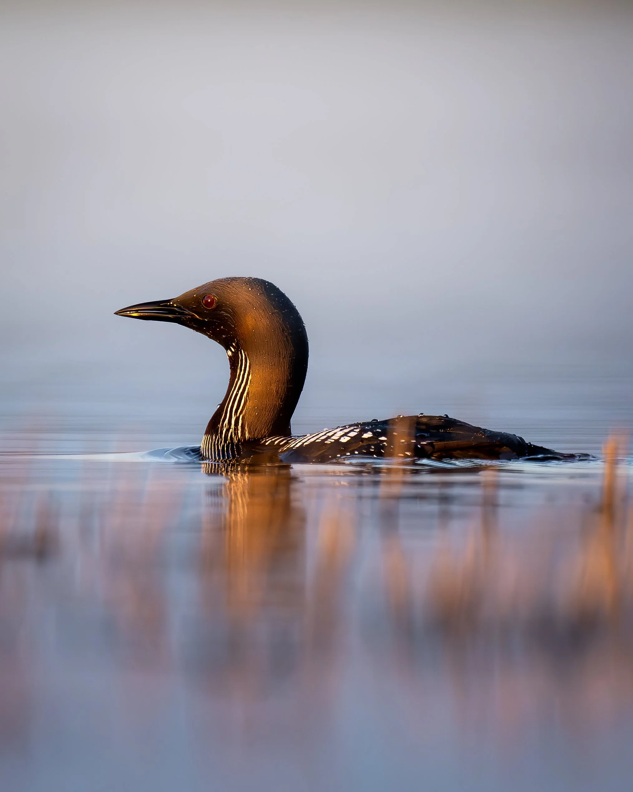 Black-throated loon