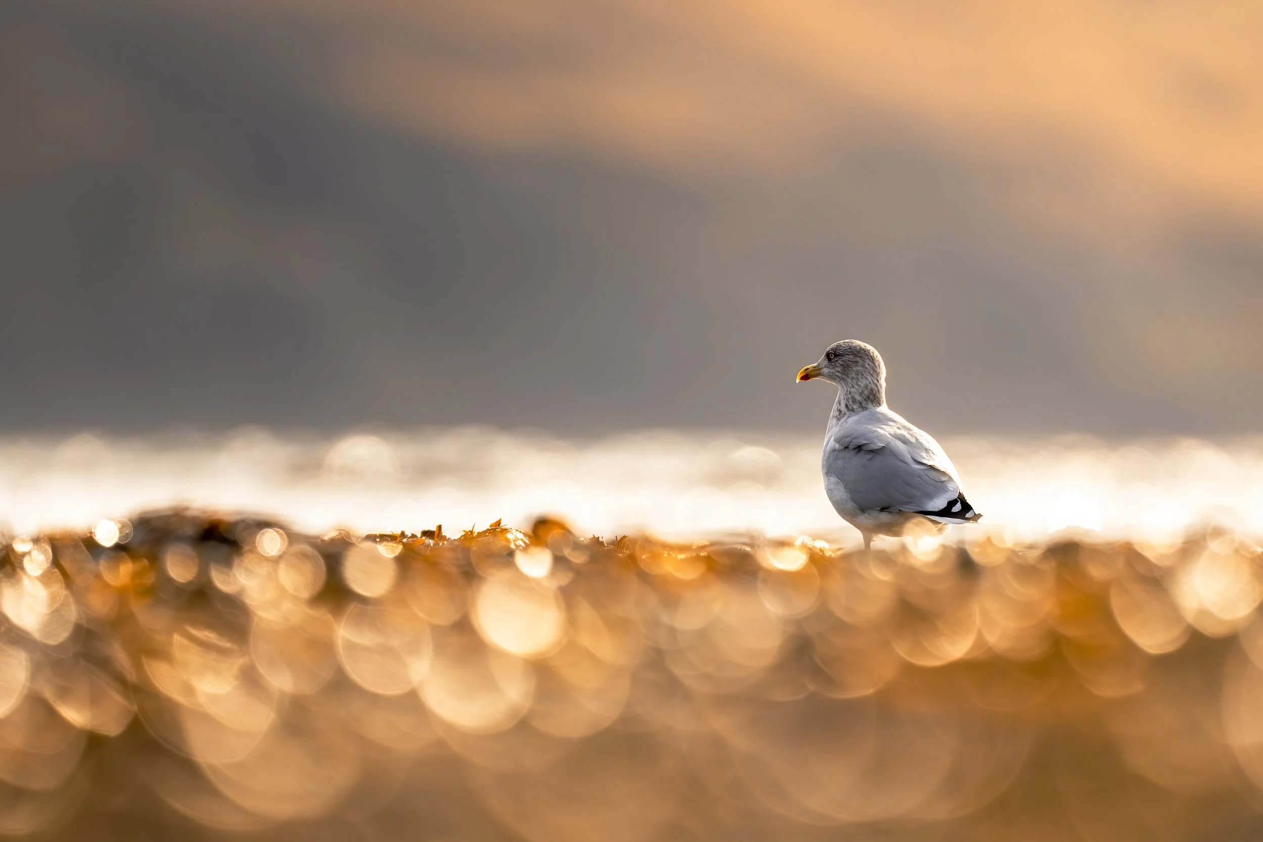 A seagull standing on a beach with the golden glow of the setting sun, with a blurred, bokeh effect on the sand and a cloudy sky in the background.