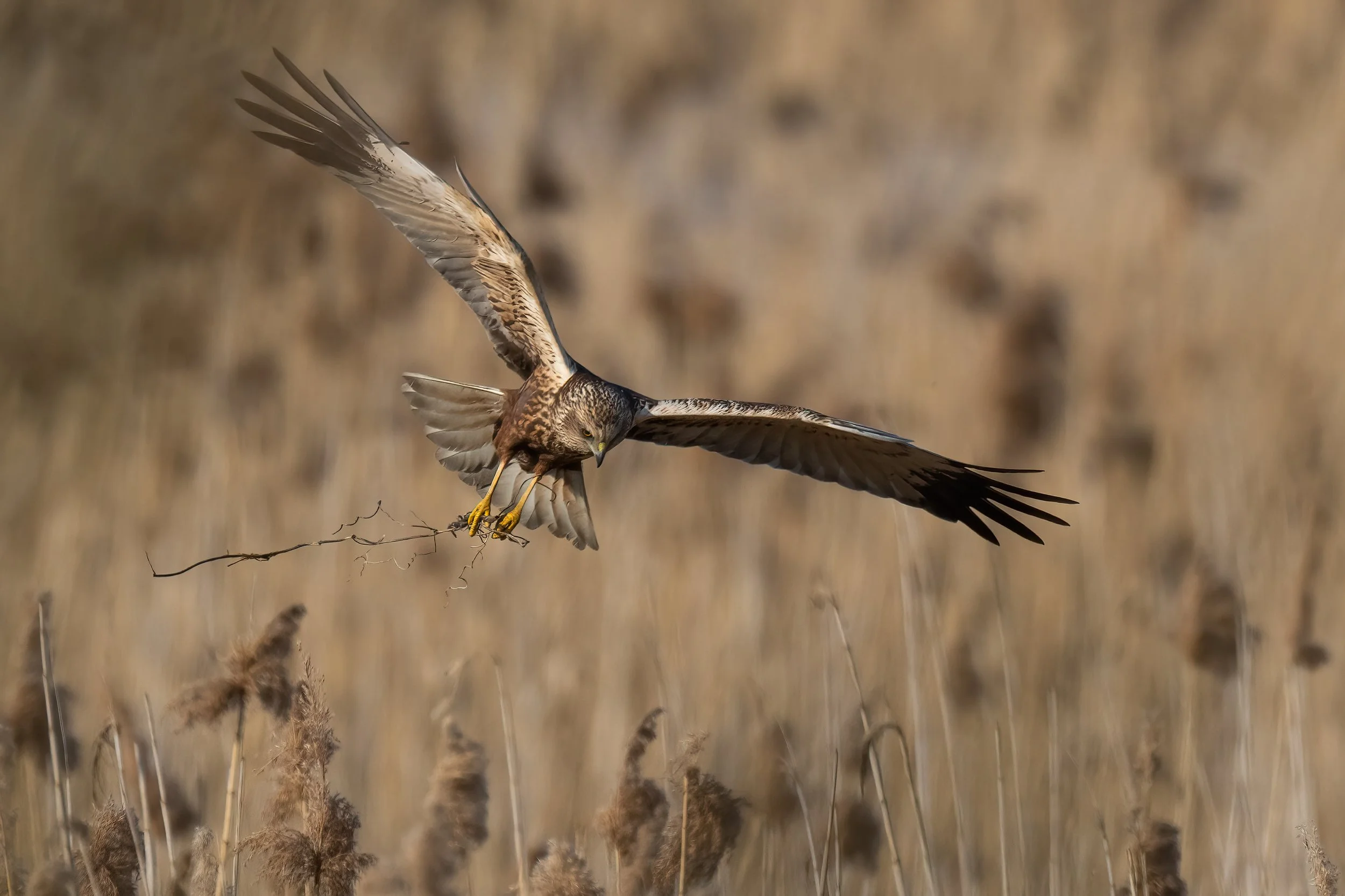 Marsh harrier