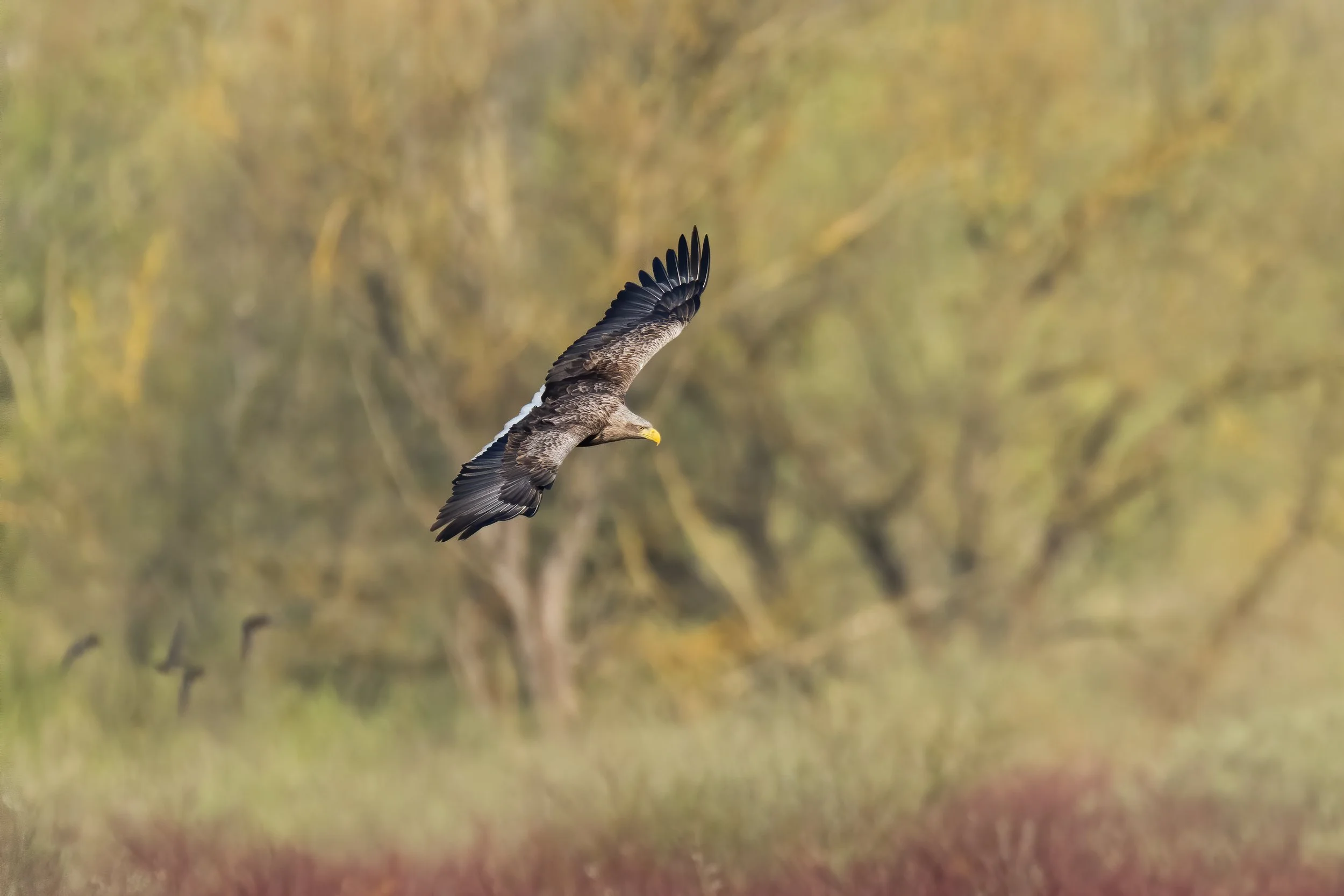 White-tailed eagle