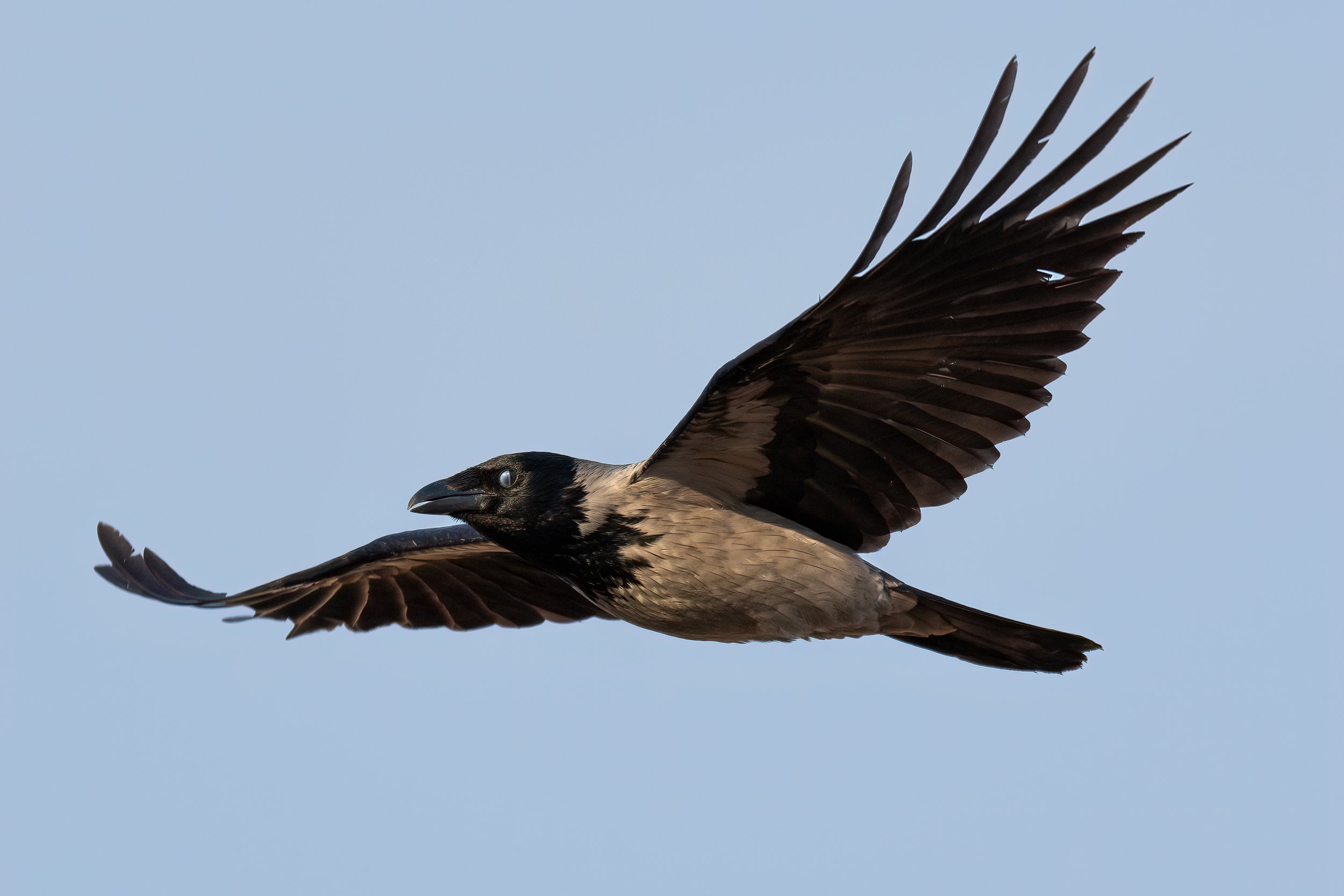 Hooded crow - bonte kraai