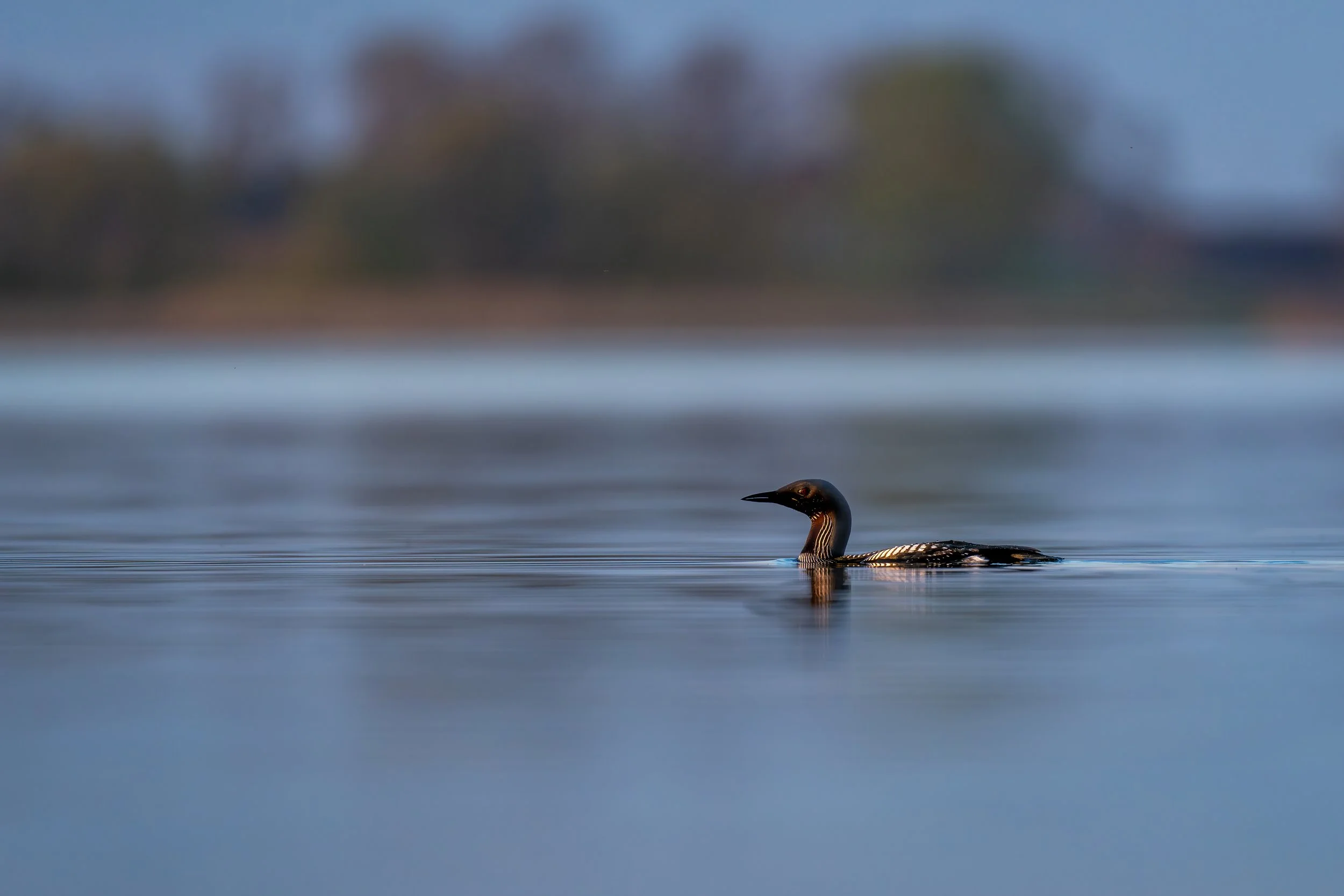Black-throated loon - parelduiker