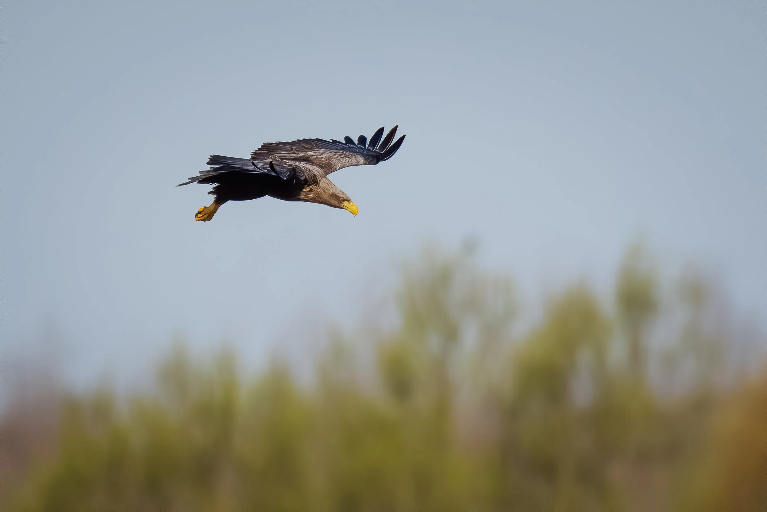 White-tailed eagle
