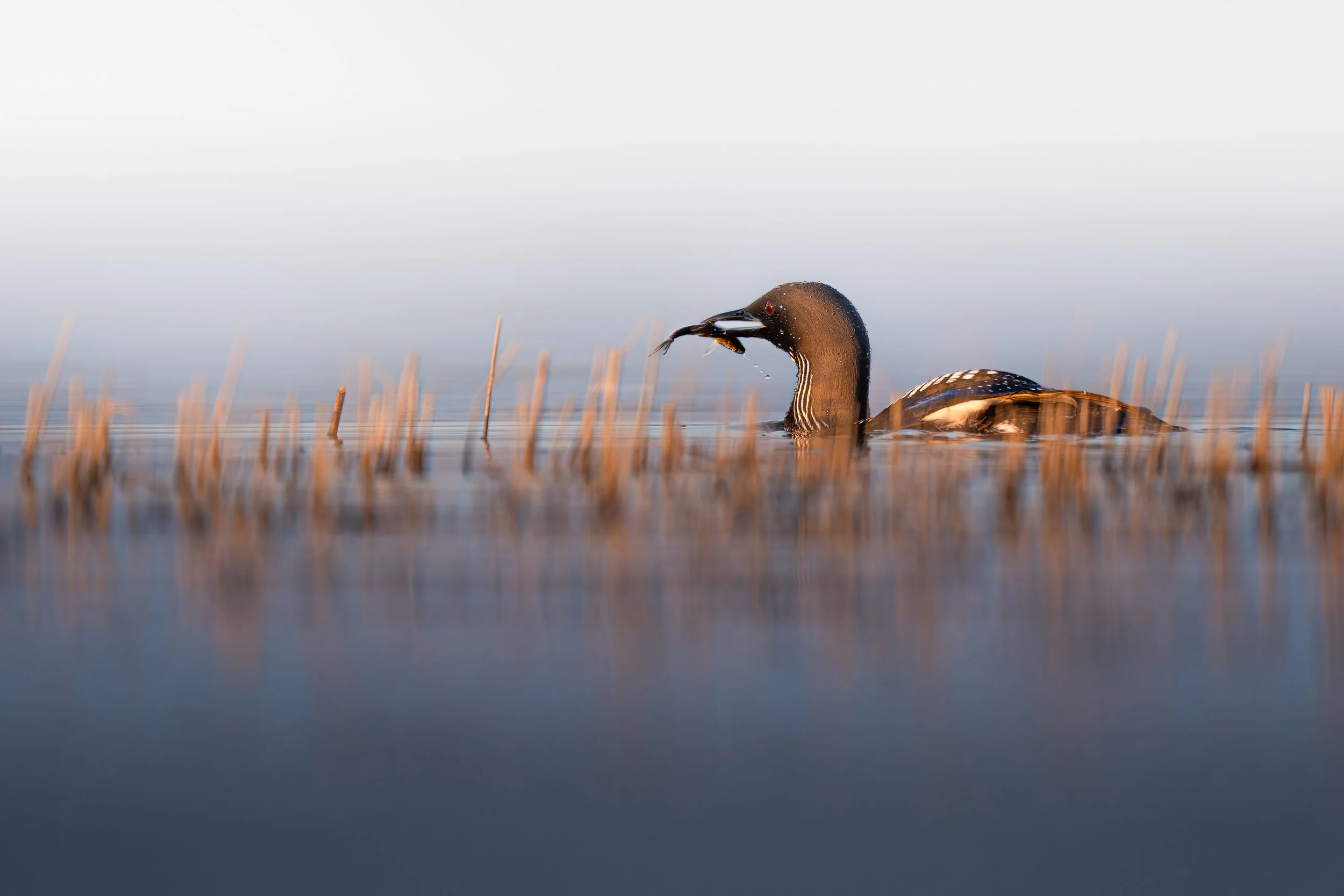 Black-throated loon
