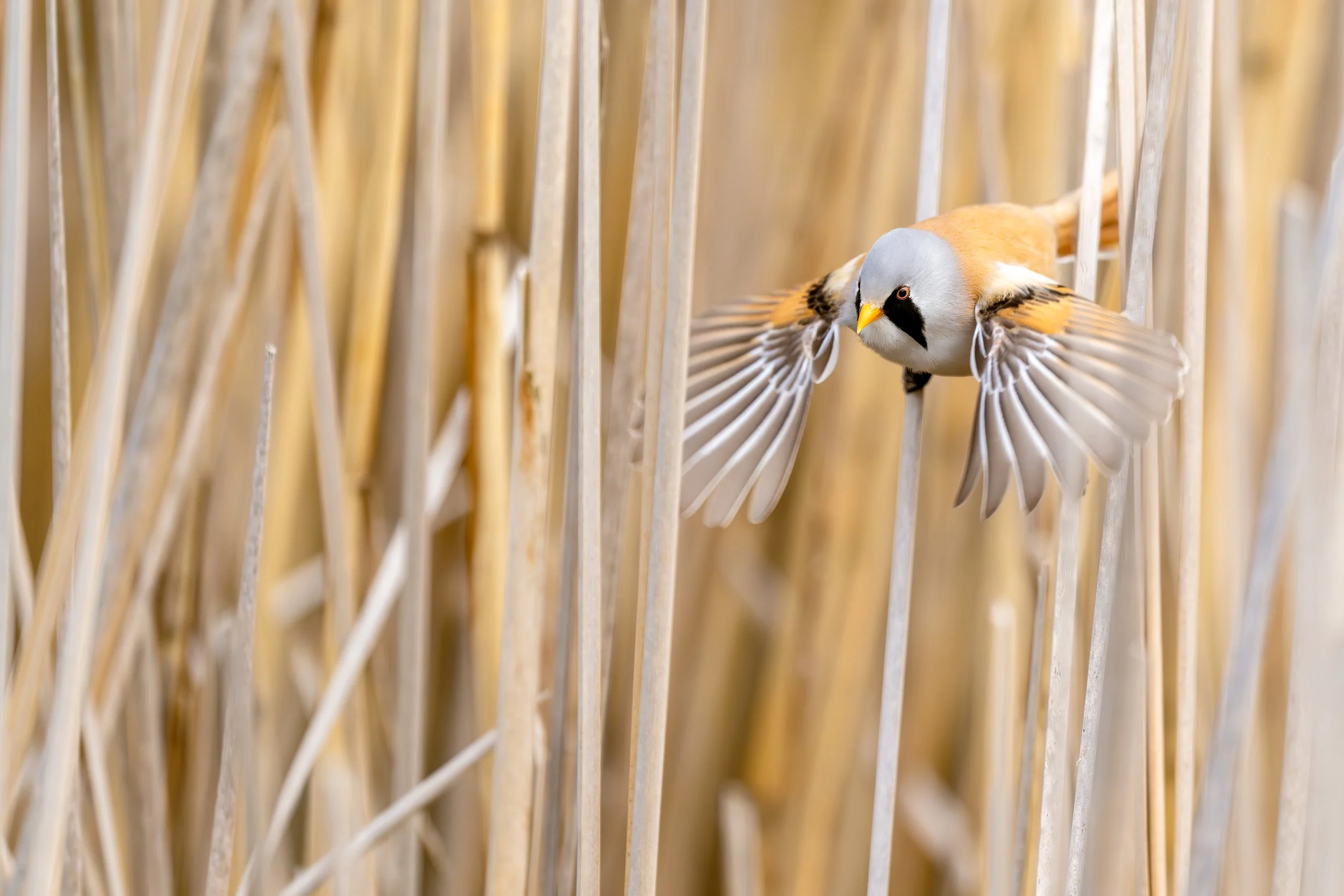 Bearded reedling
