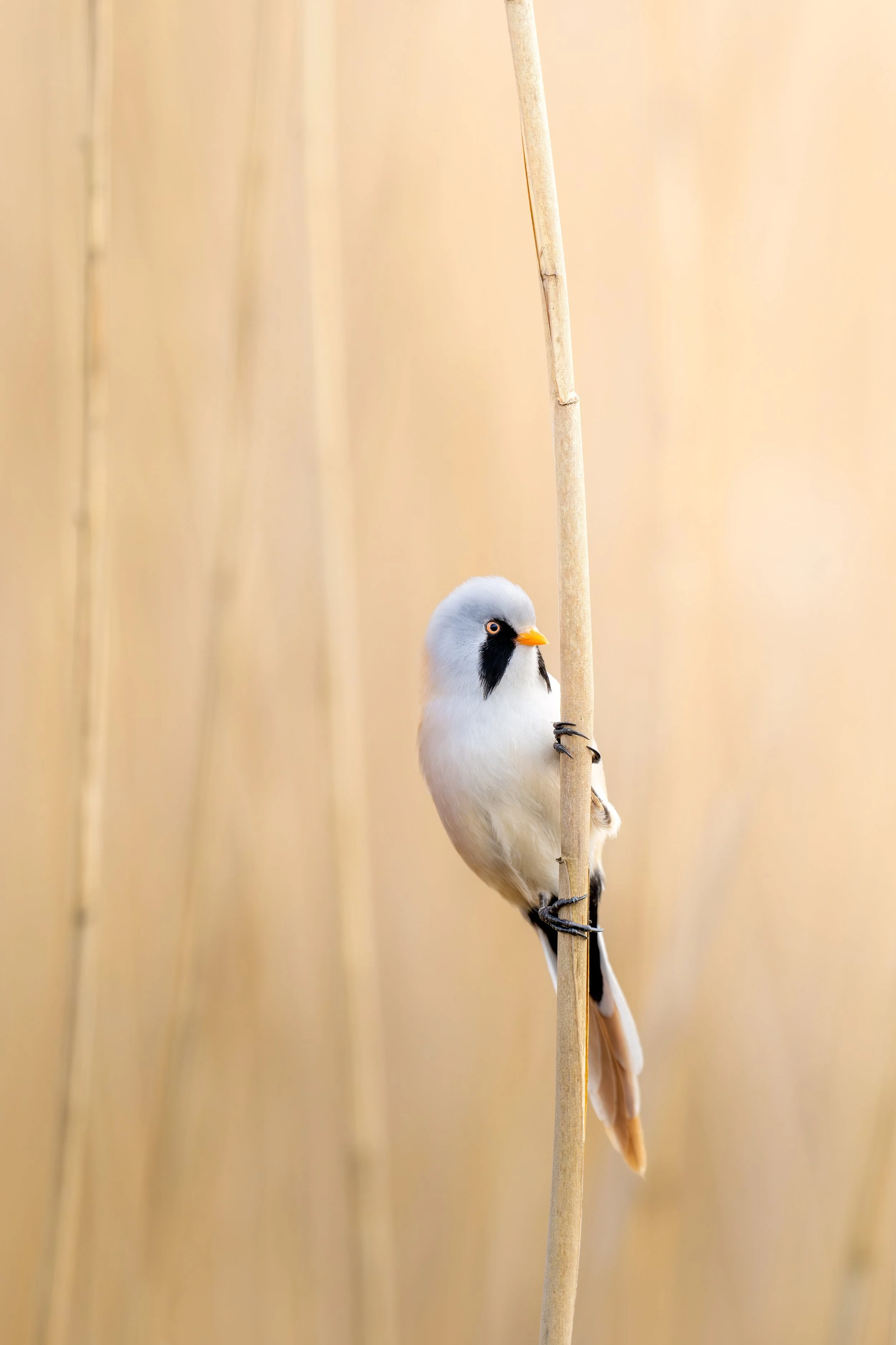 Bearded reedling