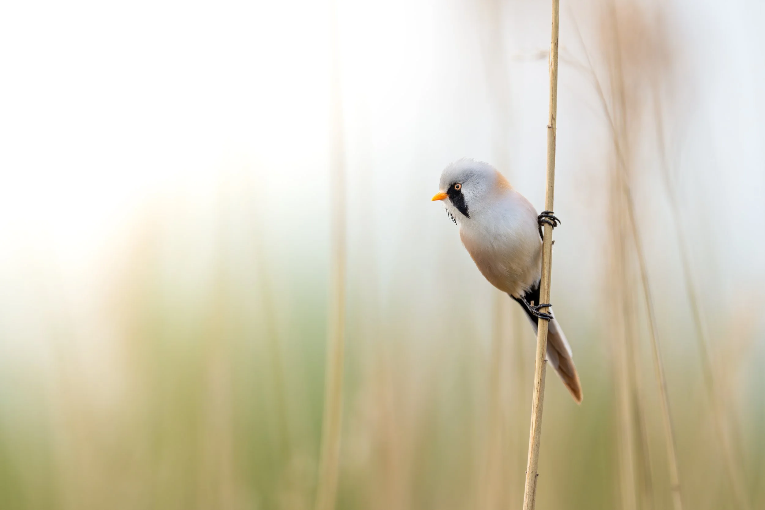 Bearded reedling