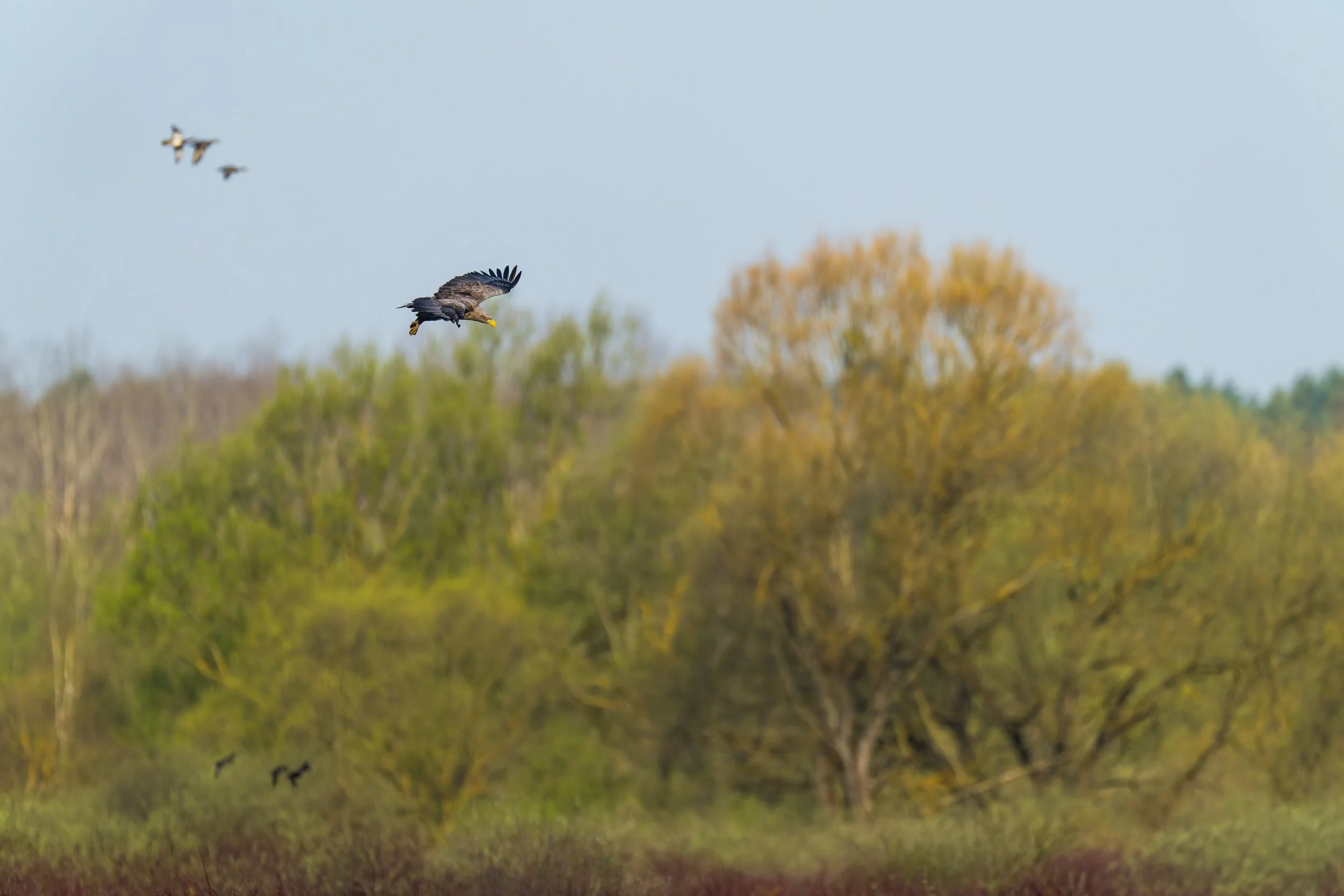 White-tailed eagle