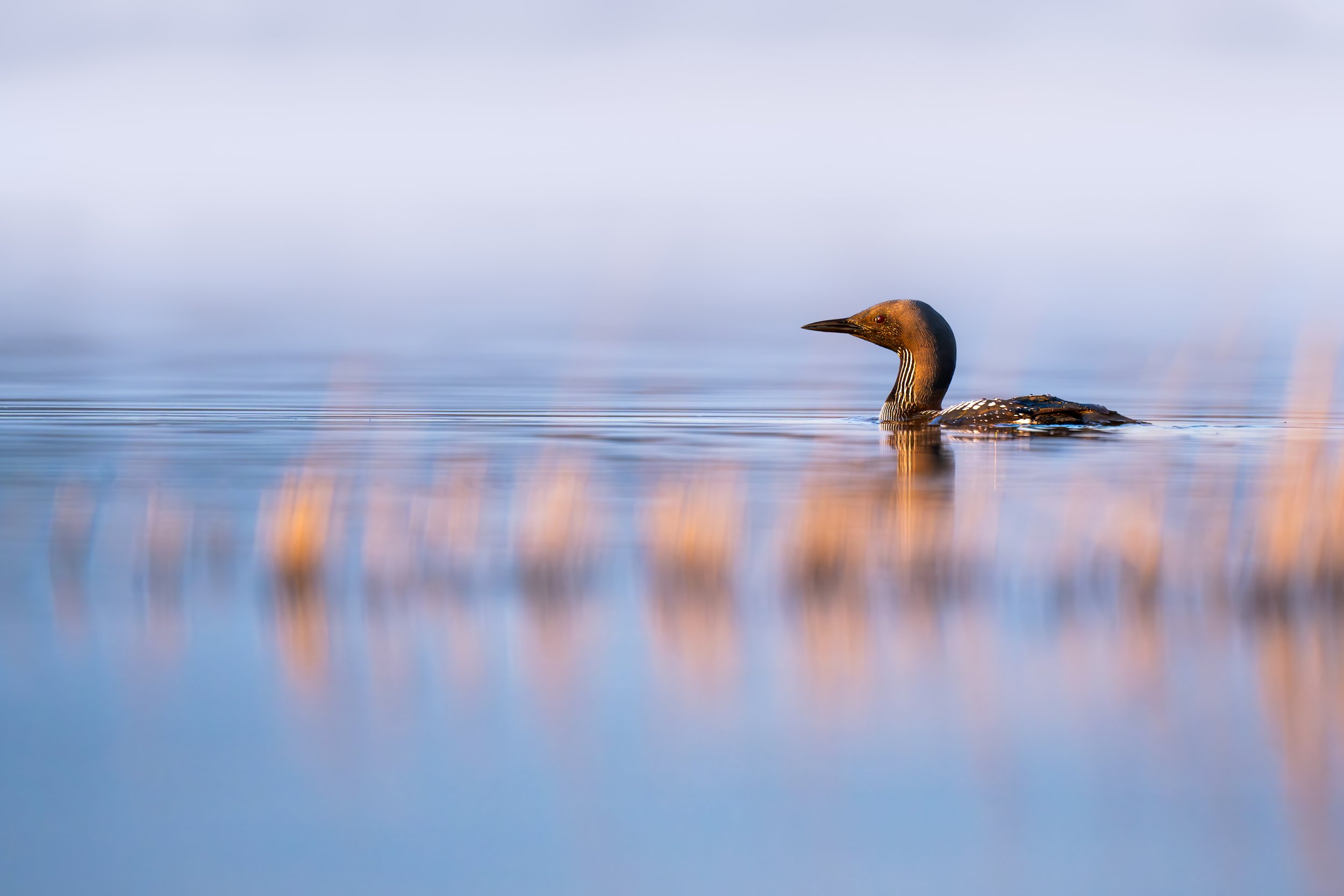Black-throated loon - parelduiker
