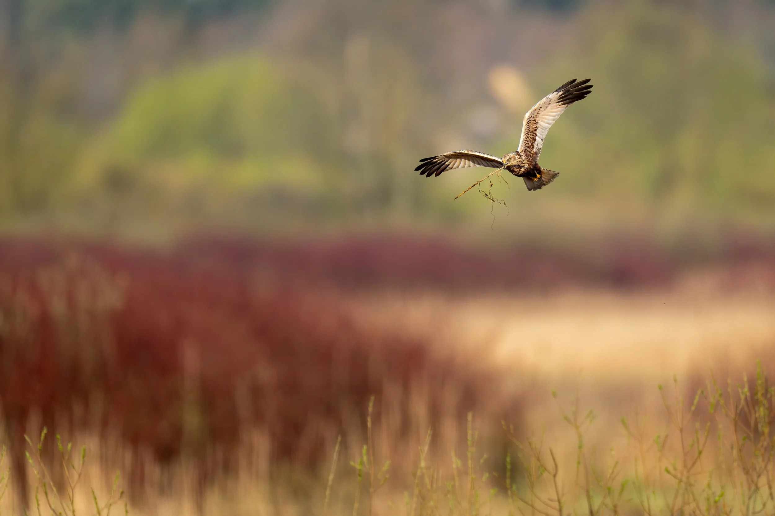 Marsh harrier
