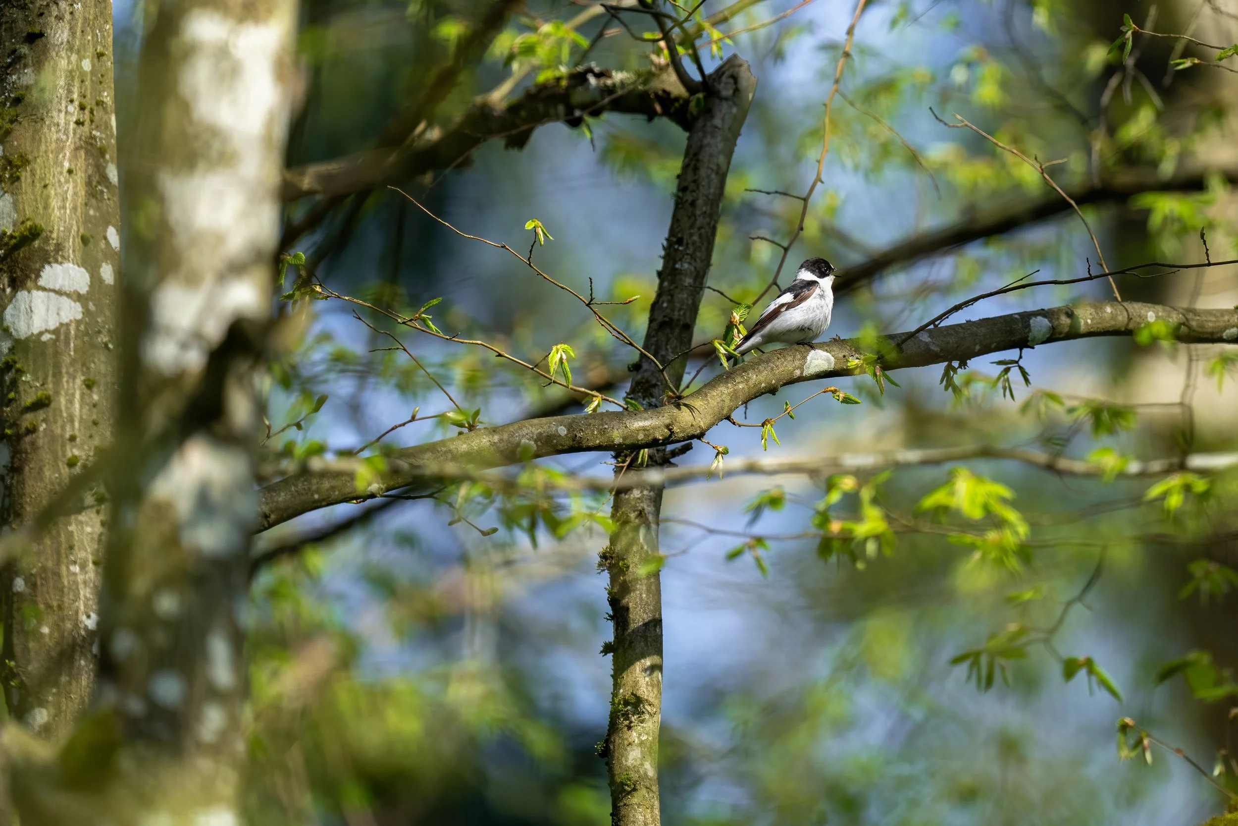 Collared flycatcher - withalsvliegenvanger