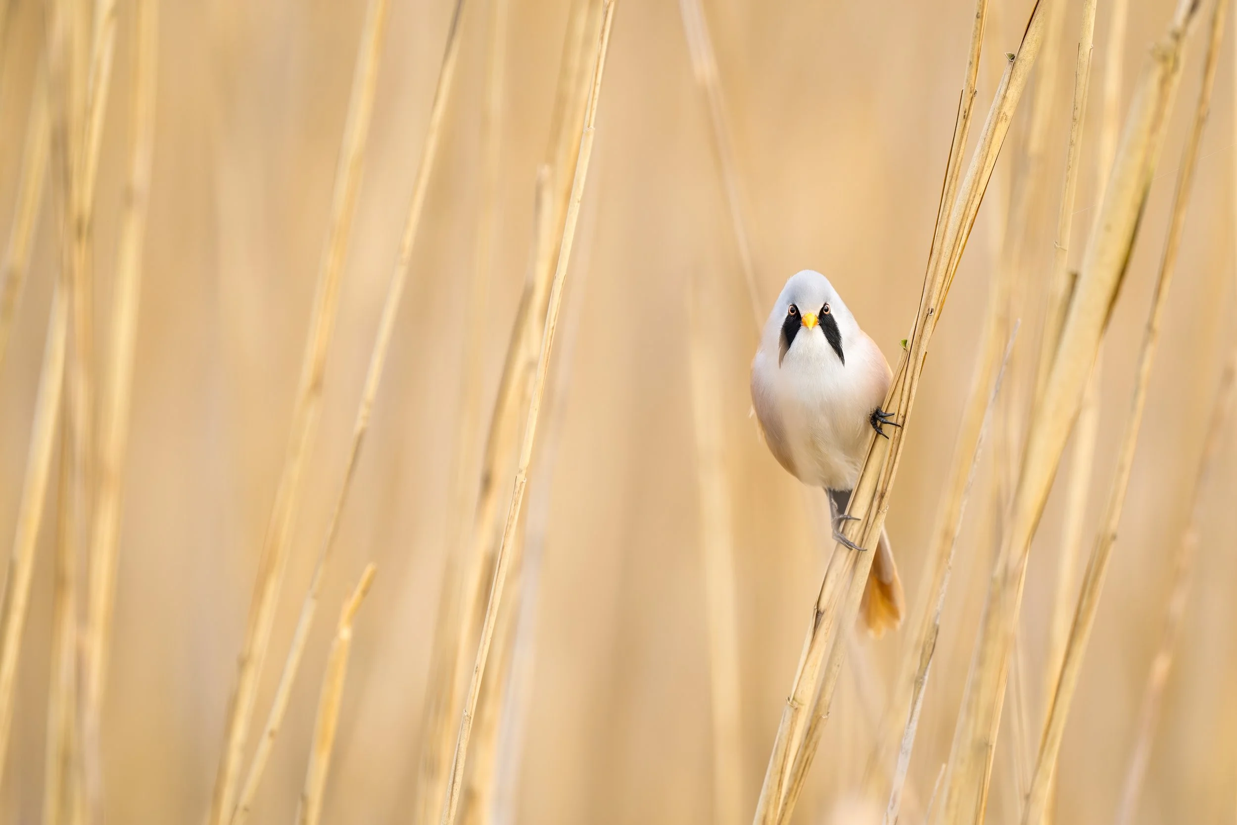 Bearded reedling