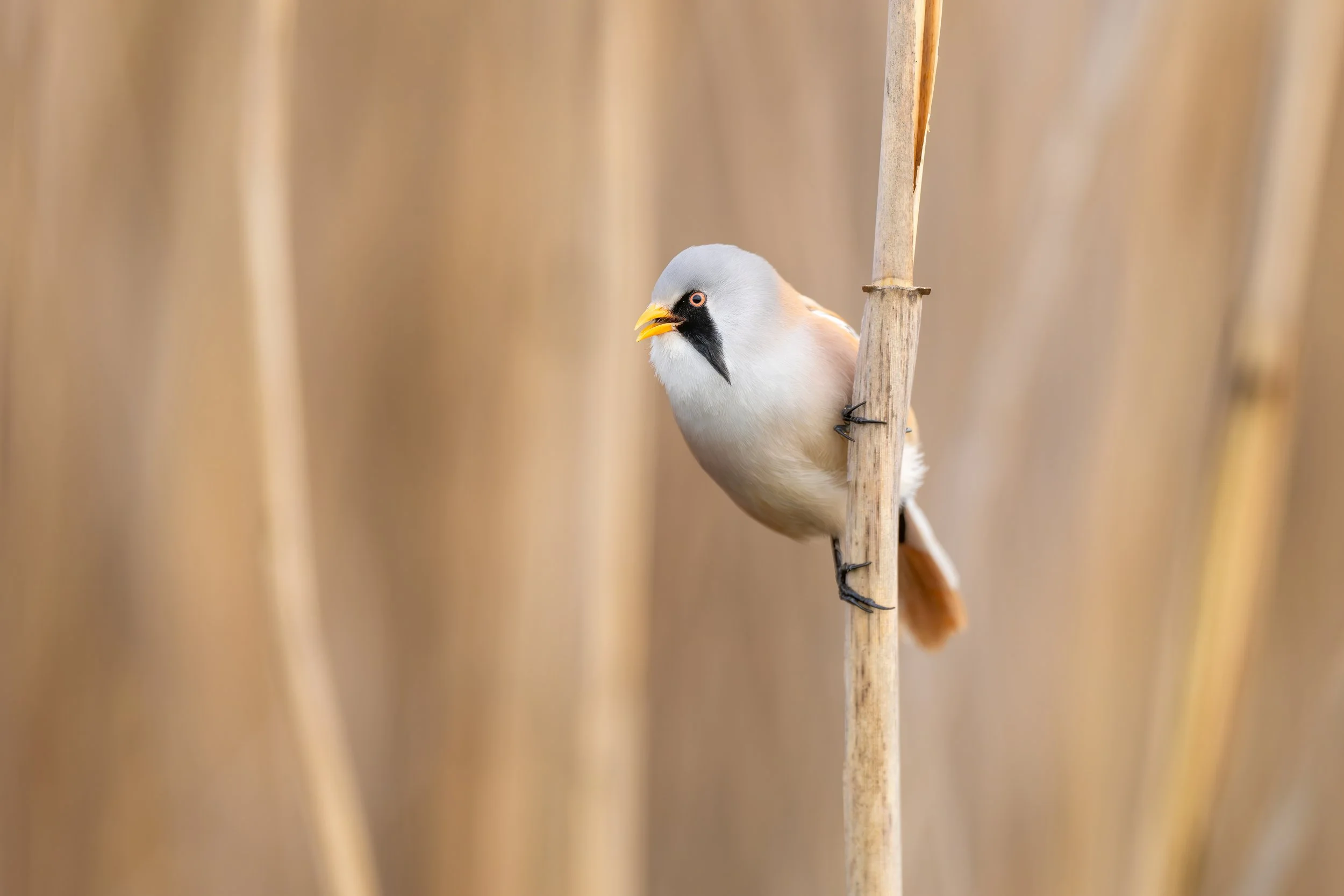 Bearded reedling