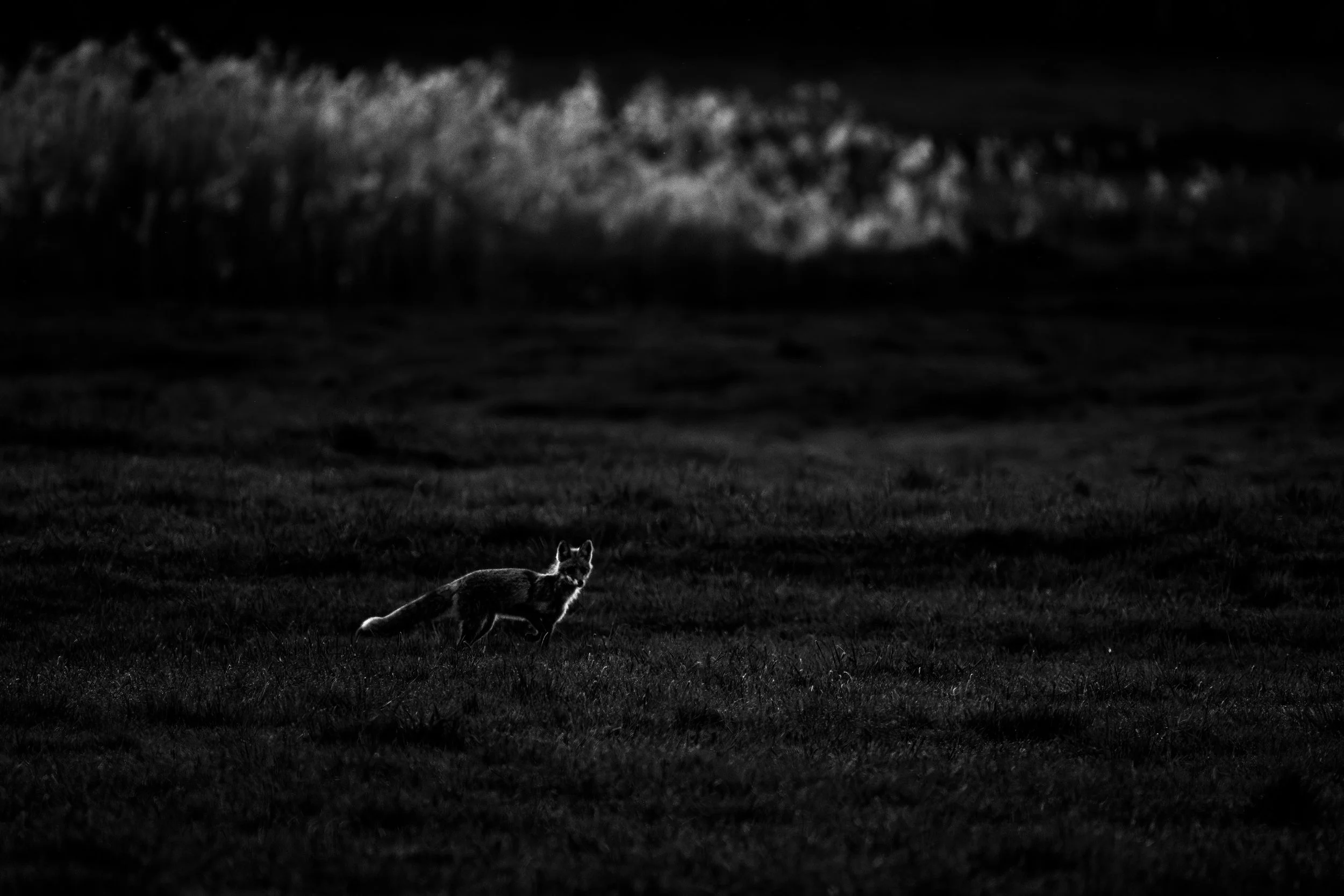 Fox