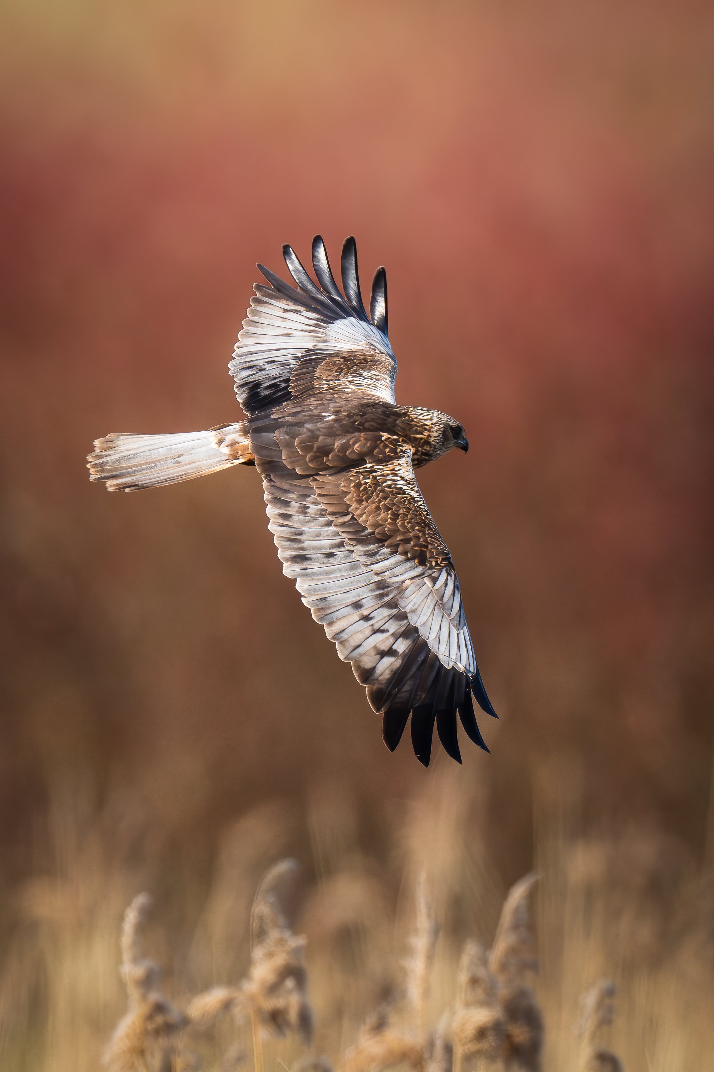 Marsh harrier