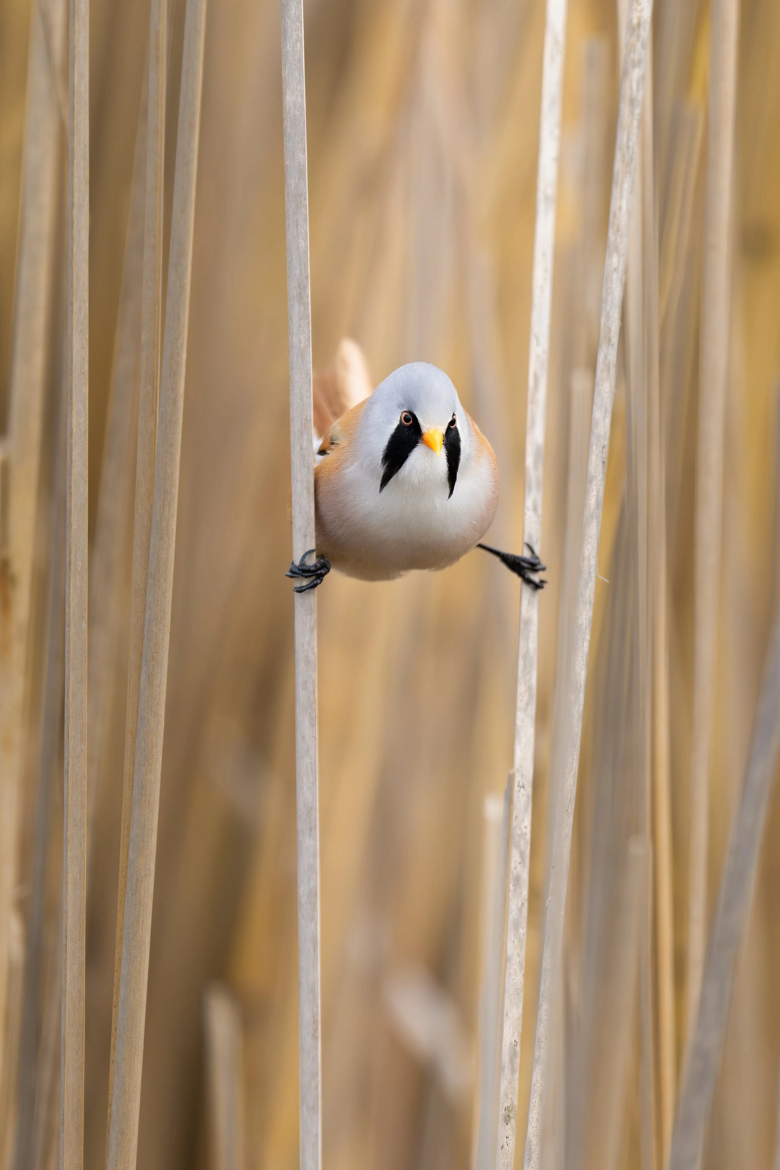 Bearded reedling - baardman