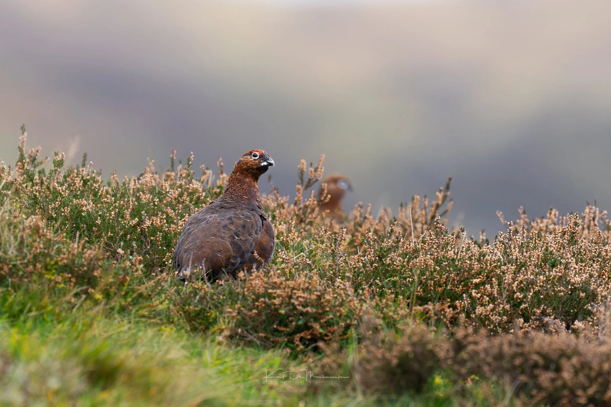Two gamebirds, possibly grouse, standing on a heather-covered landscape with a cloudy sky in the background.