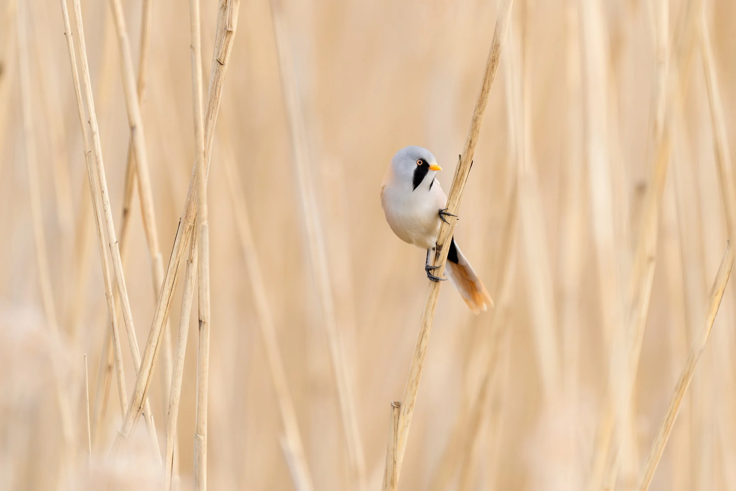 Bearded reedling
