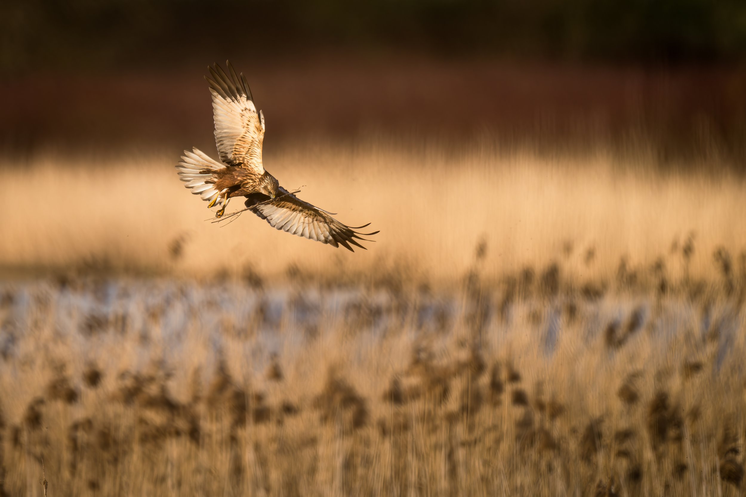 Marsh harrier