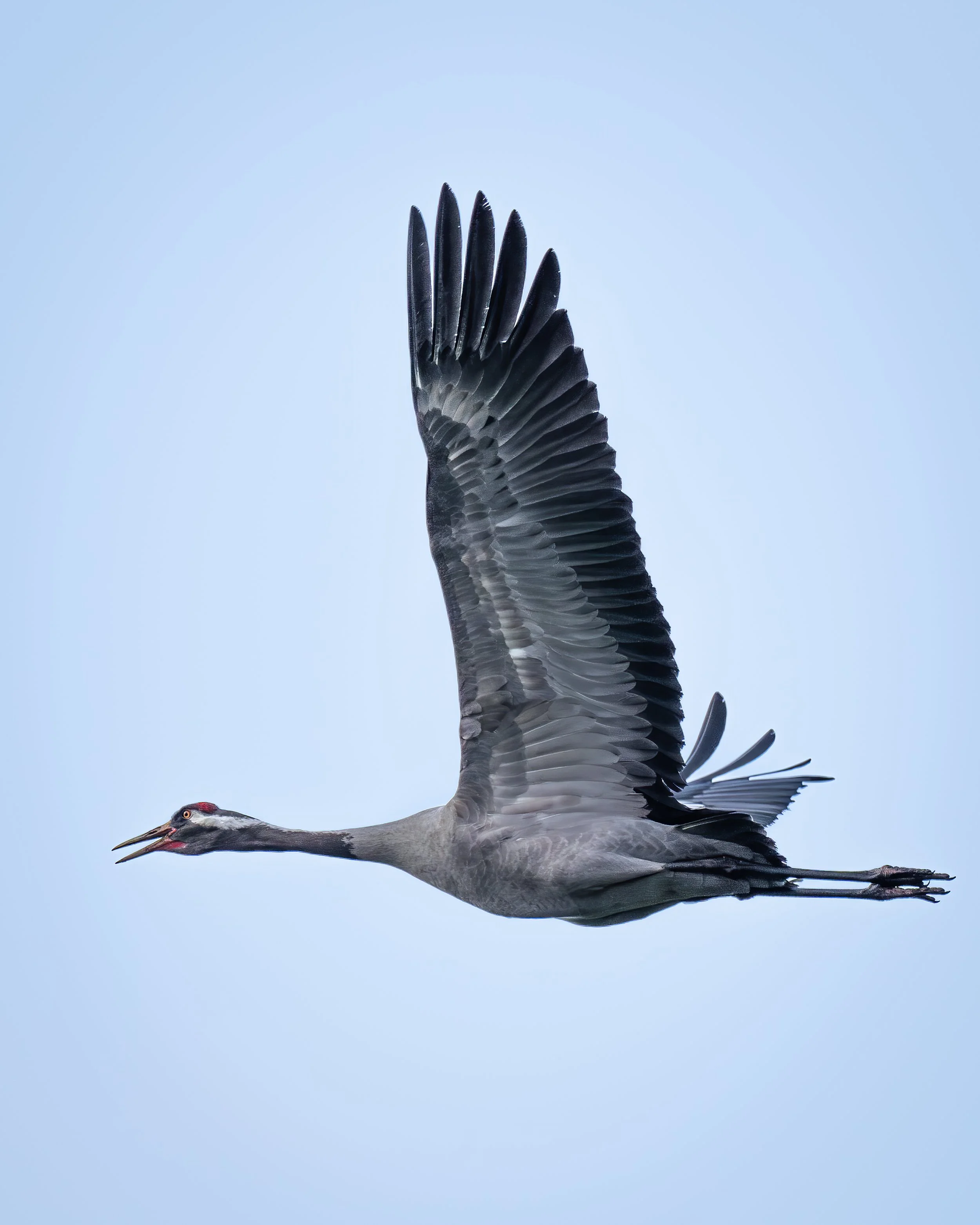 Common crane - kraanvogel