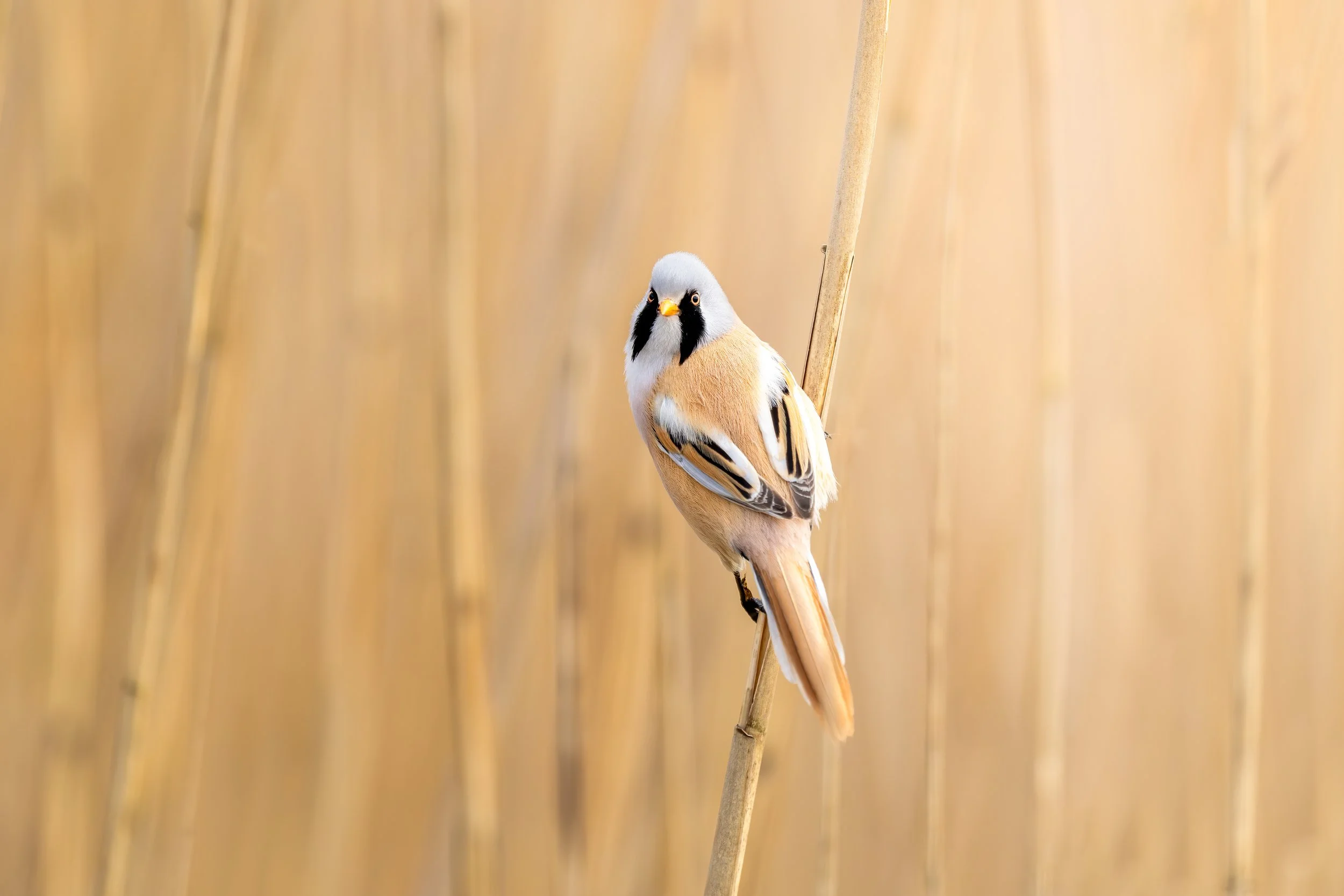 Bearded reedling
