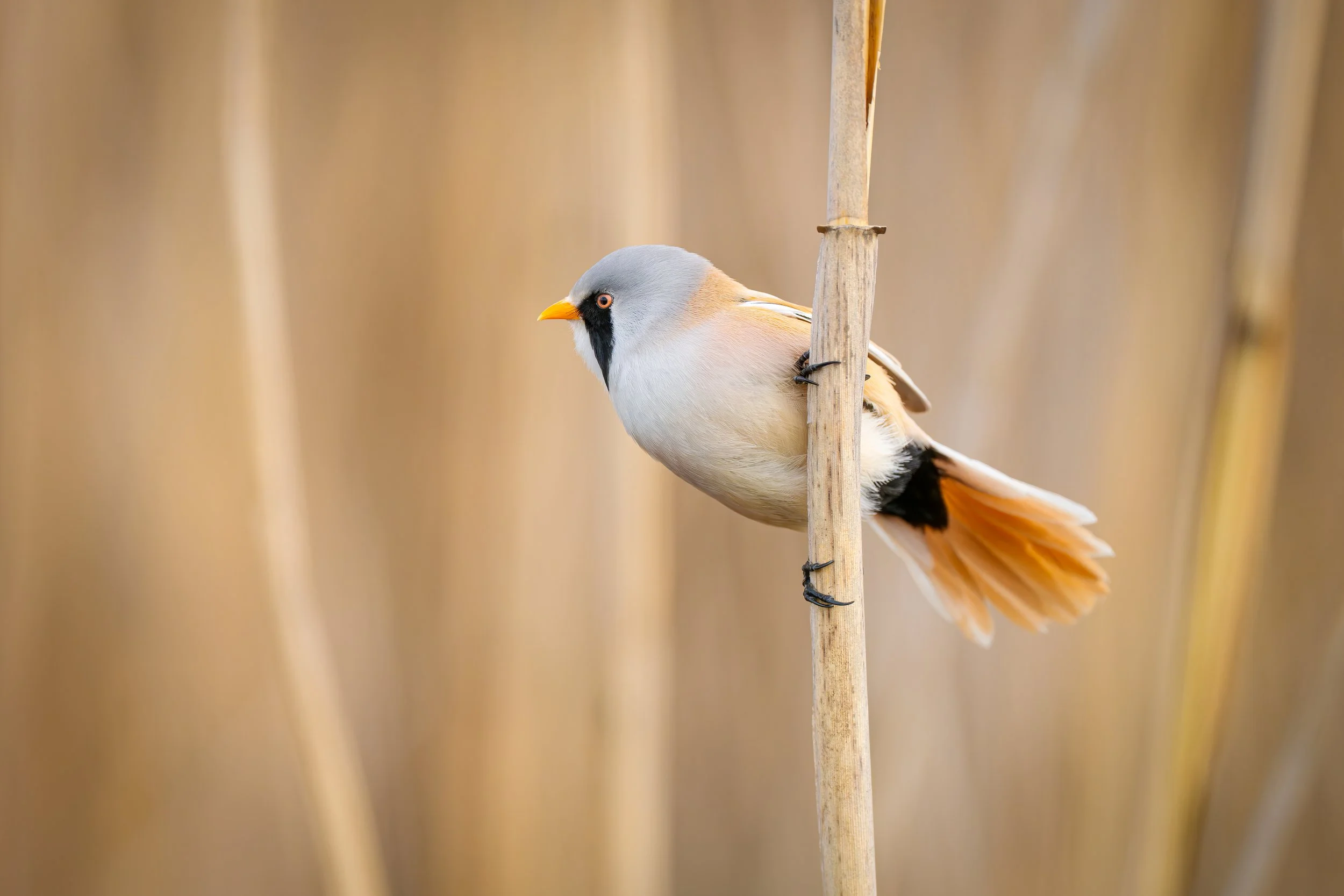 Bearded reedling