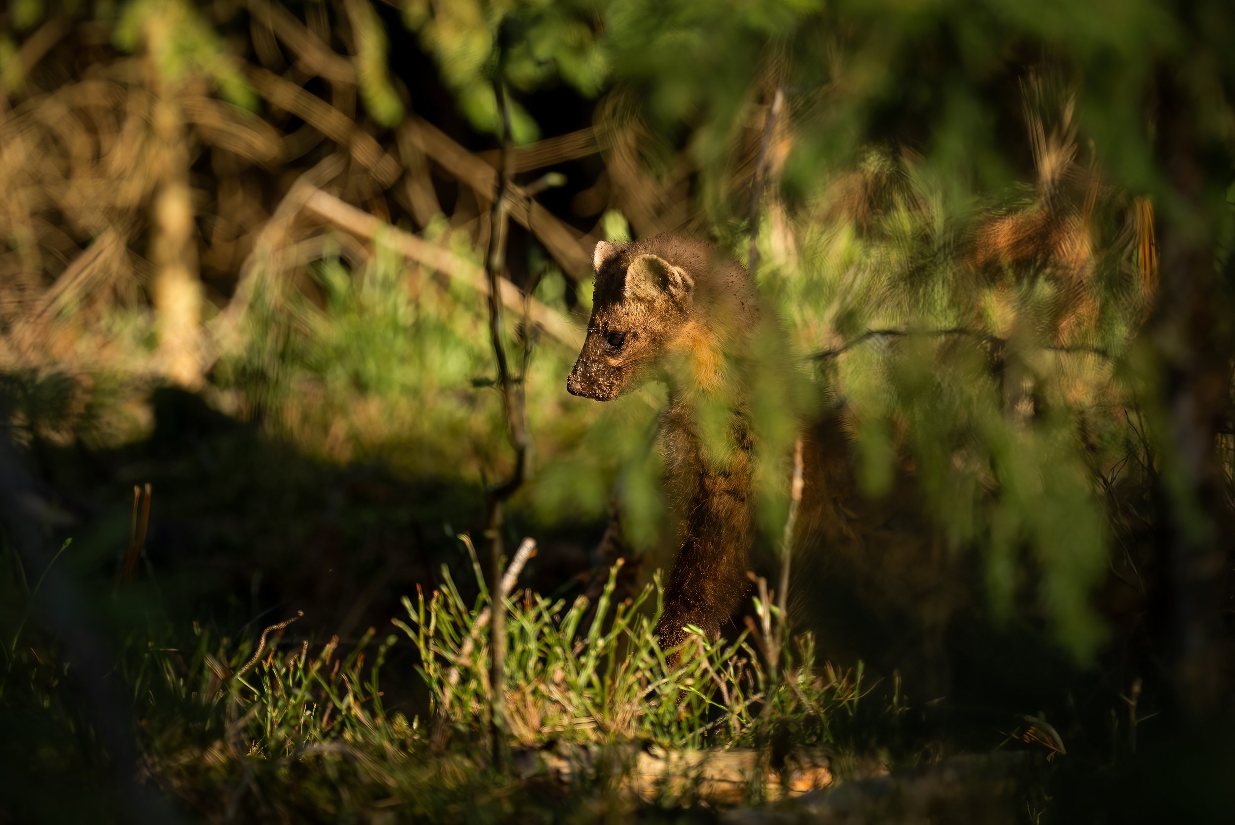 Pine marten - boommarter