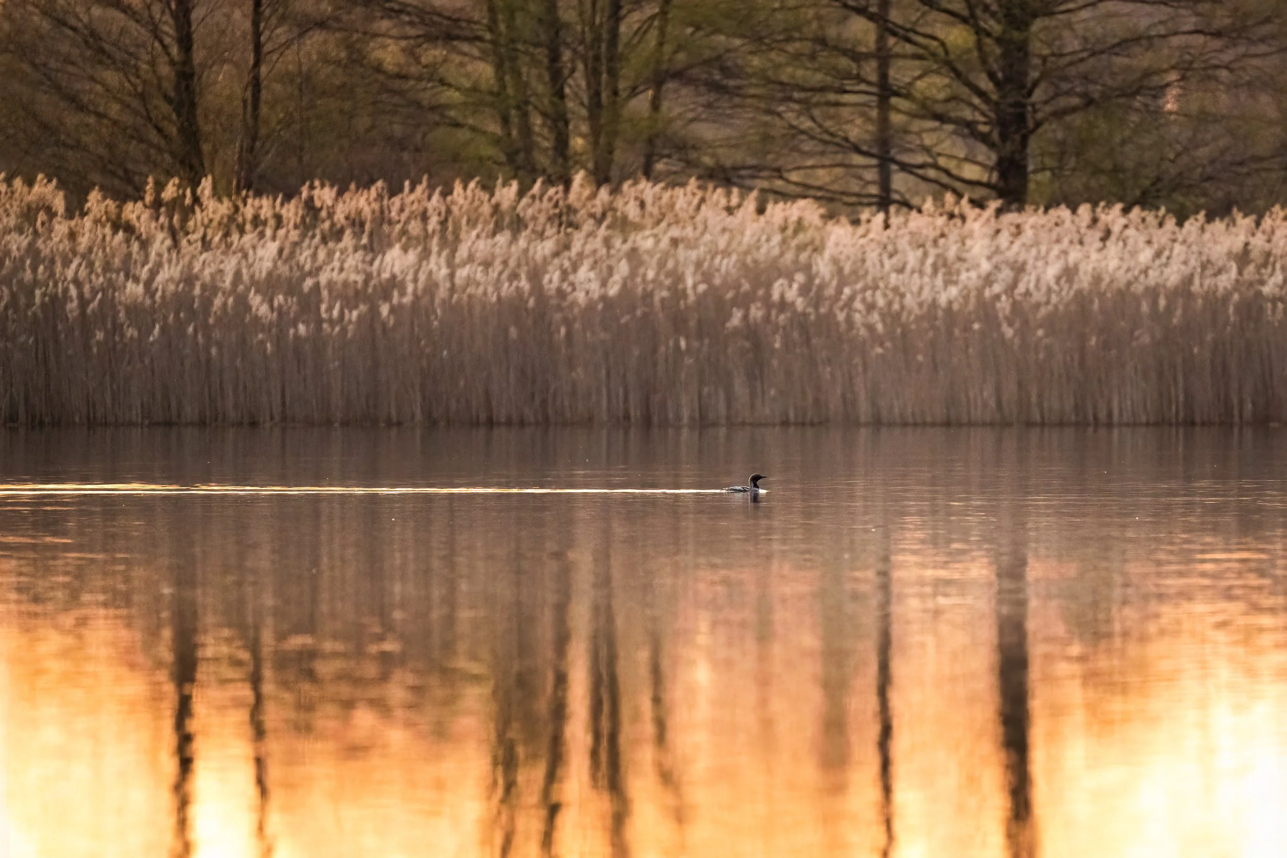 Black-throated loon