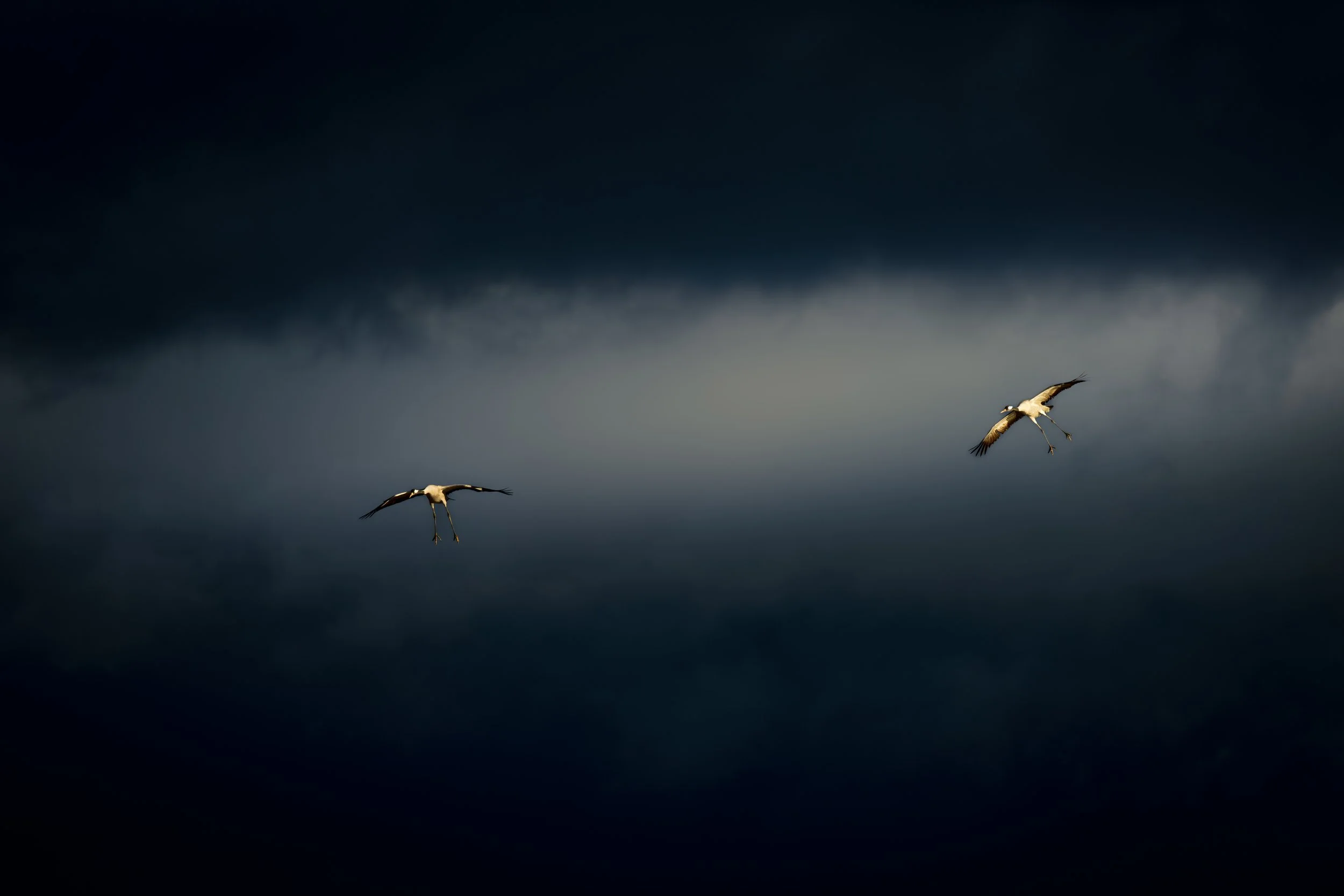 _7R49008 1-Enhanced-NR-bewerkt.jpg