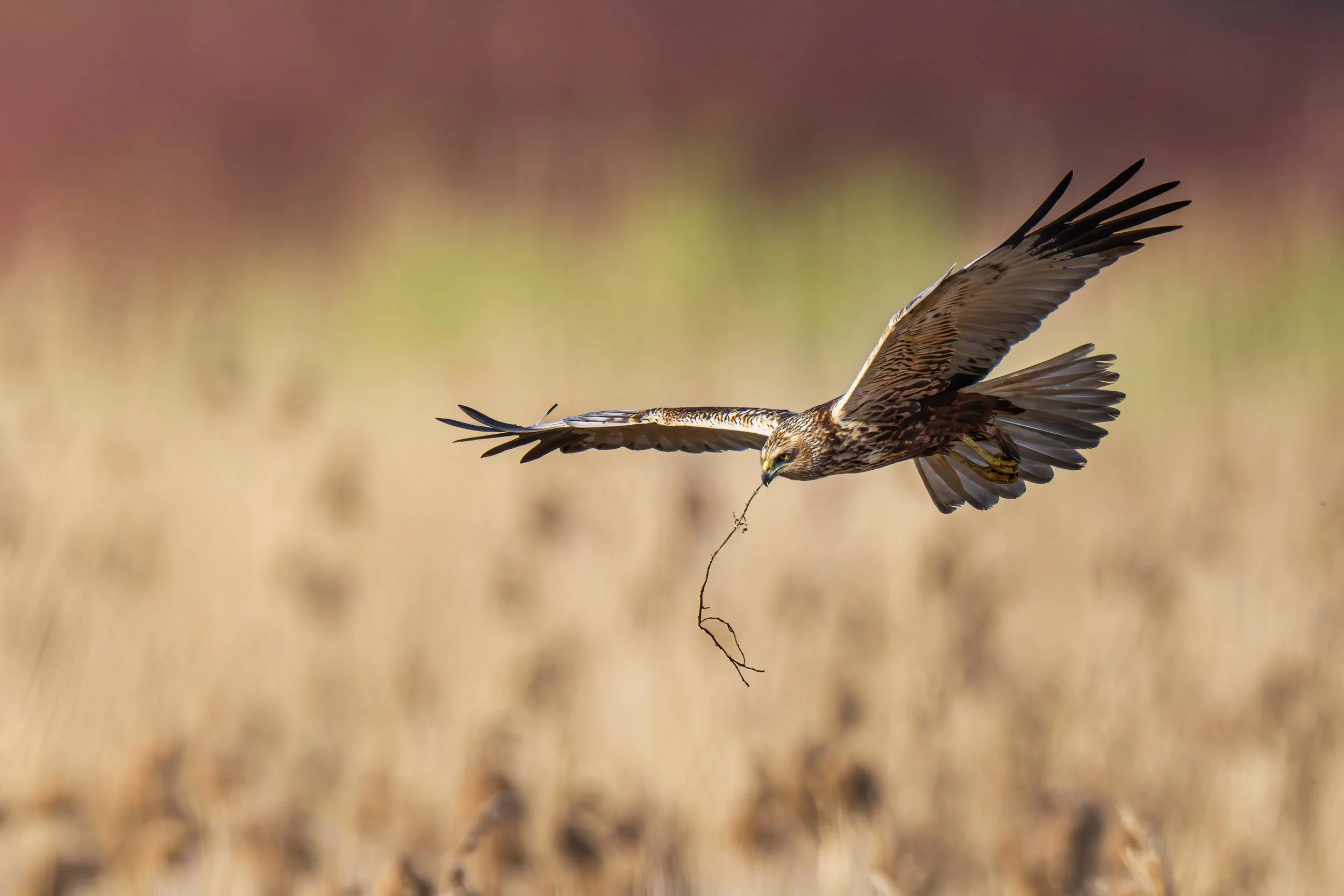 Marsh harrier