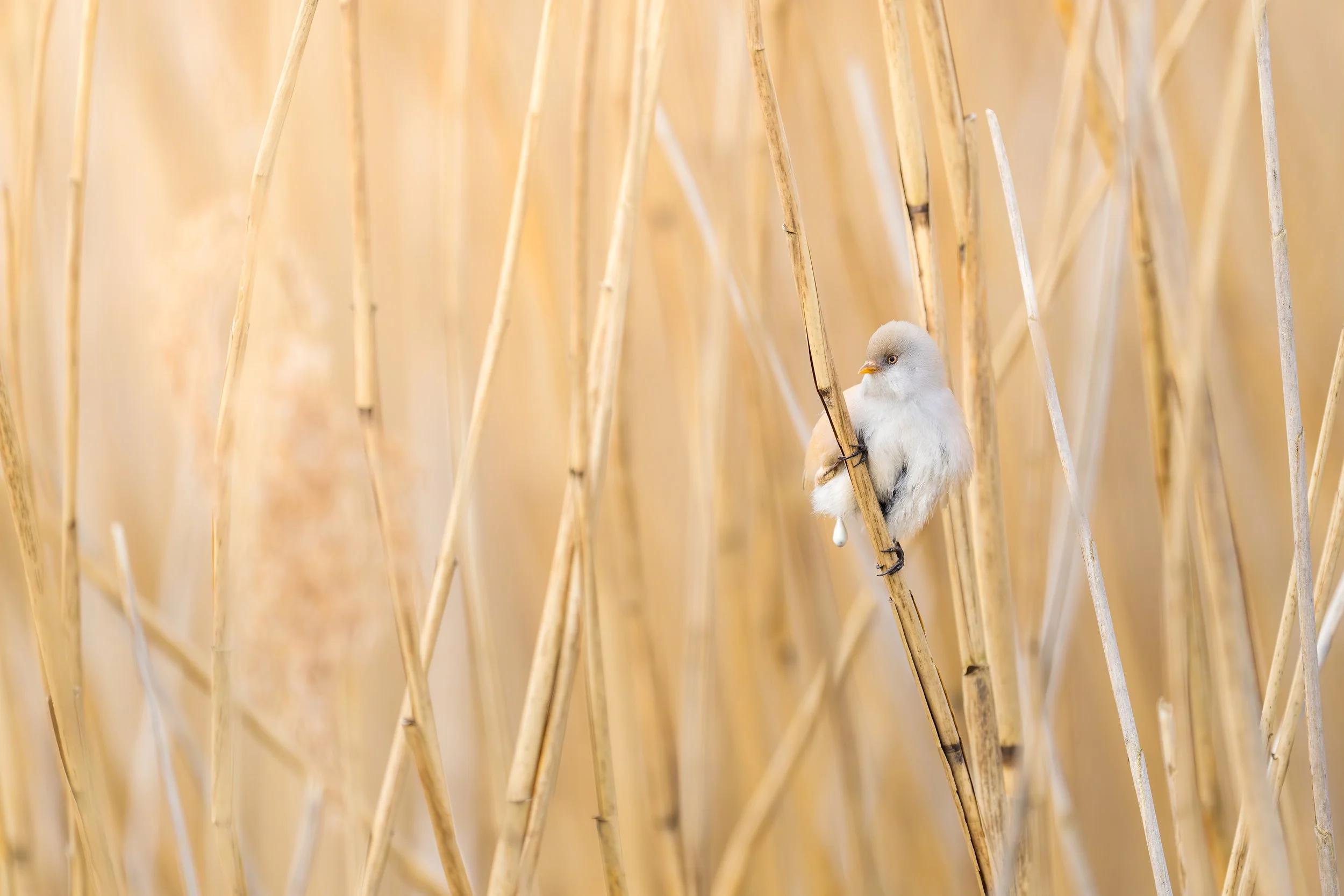 Bearded reedling
