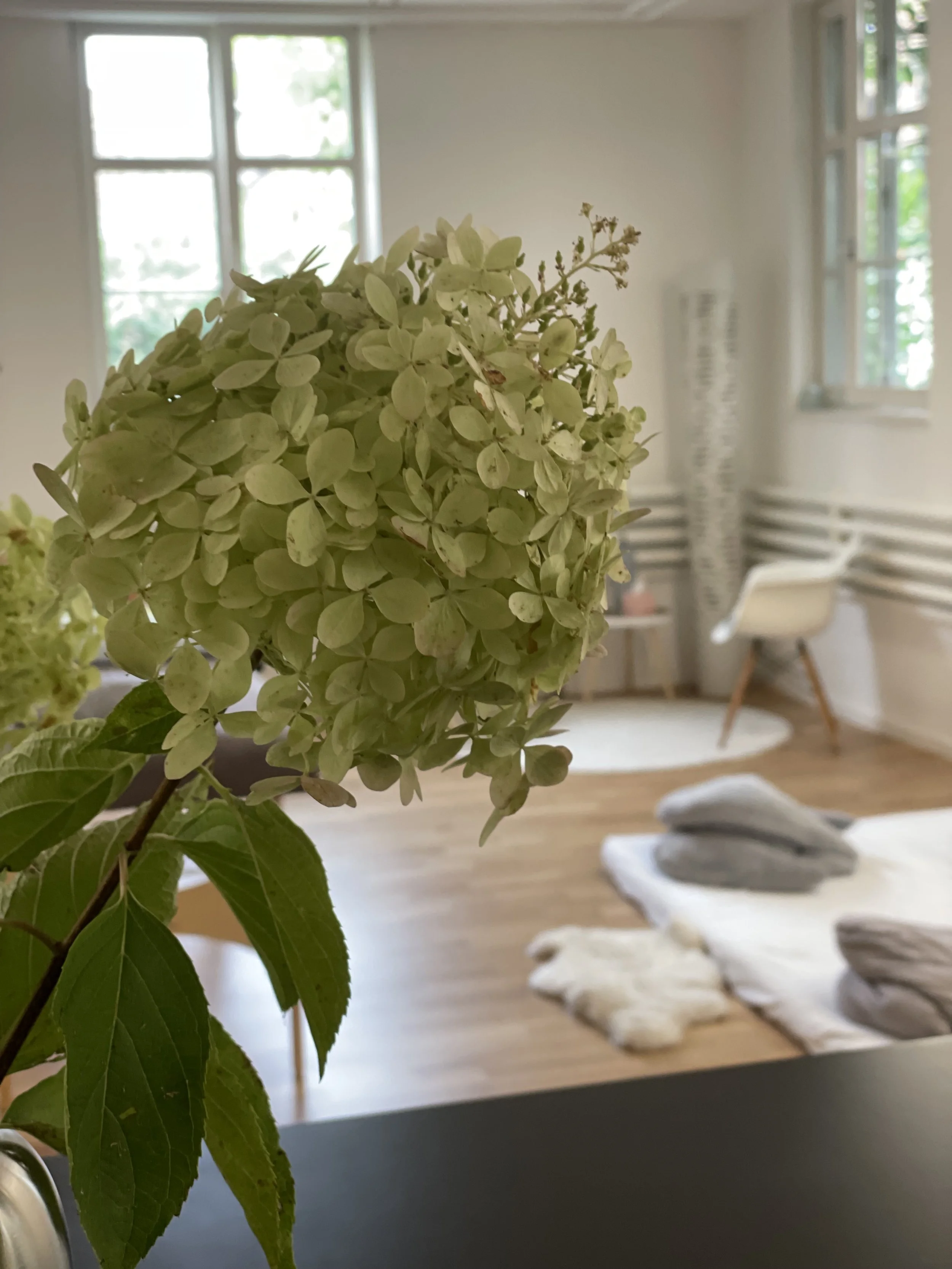 Nahaufnahme einer weißen Hortensienblüte im Vordergrund, blick in ein helles Wohnzimmer mit großen Fenstern, einem Couchtisch mit Steinen und einem Stuhl im Hintergrund.