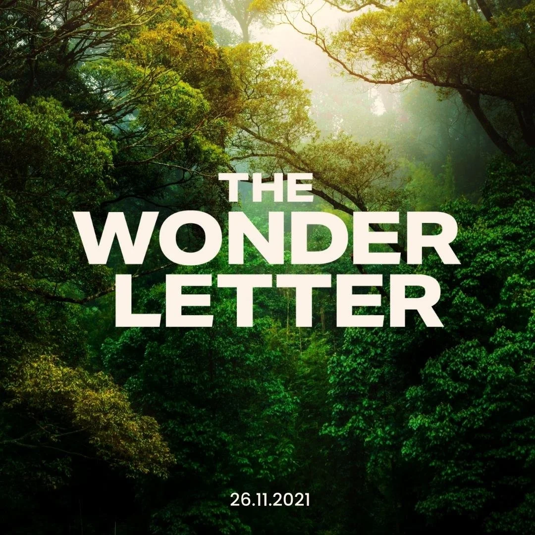 Our Latest wonder letter out today!