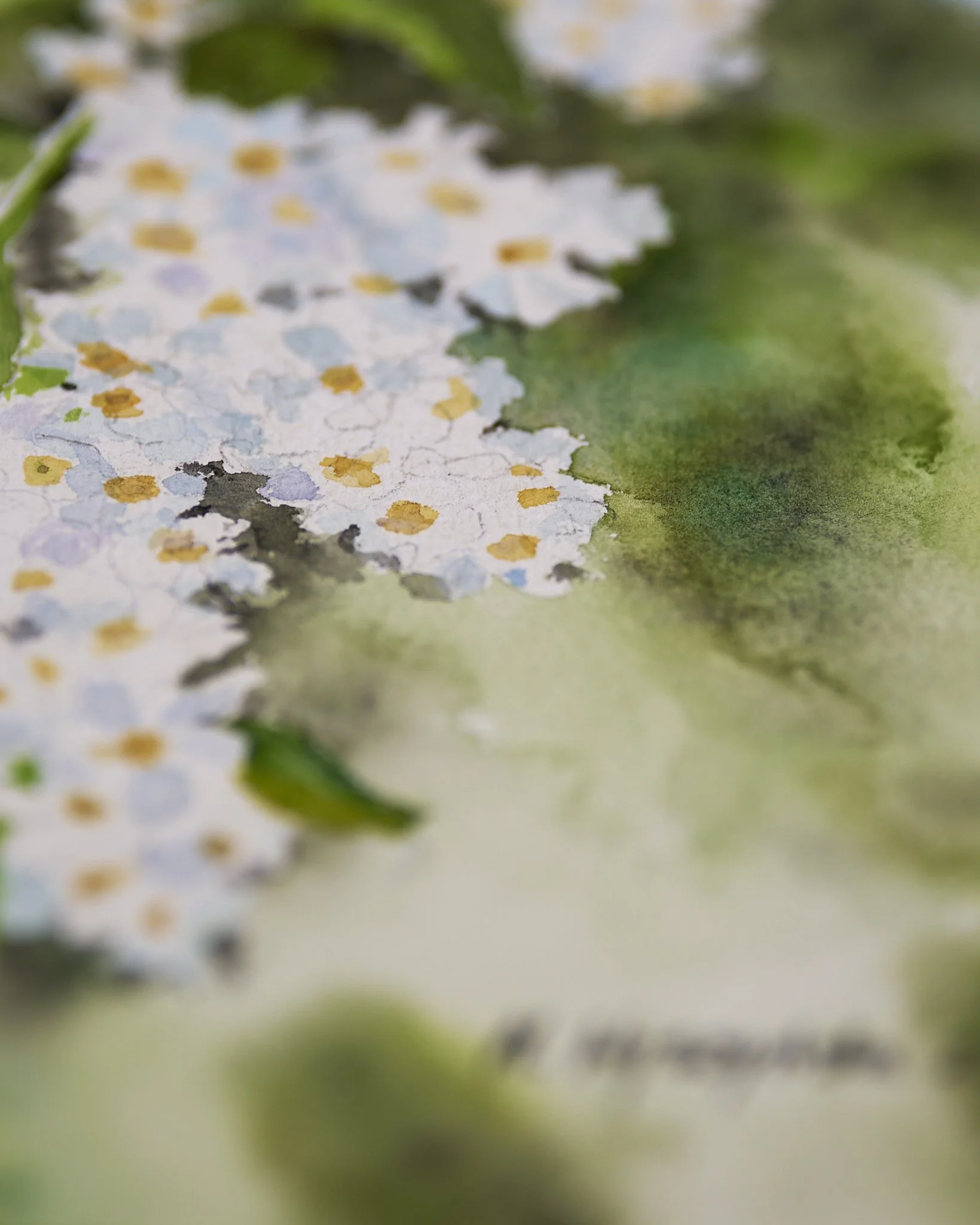 bird_cherry_hawthorn_may_tree_watercolour_Monikas_Painting_23.05.24 1.jpg