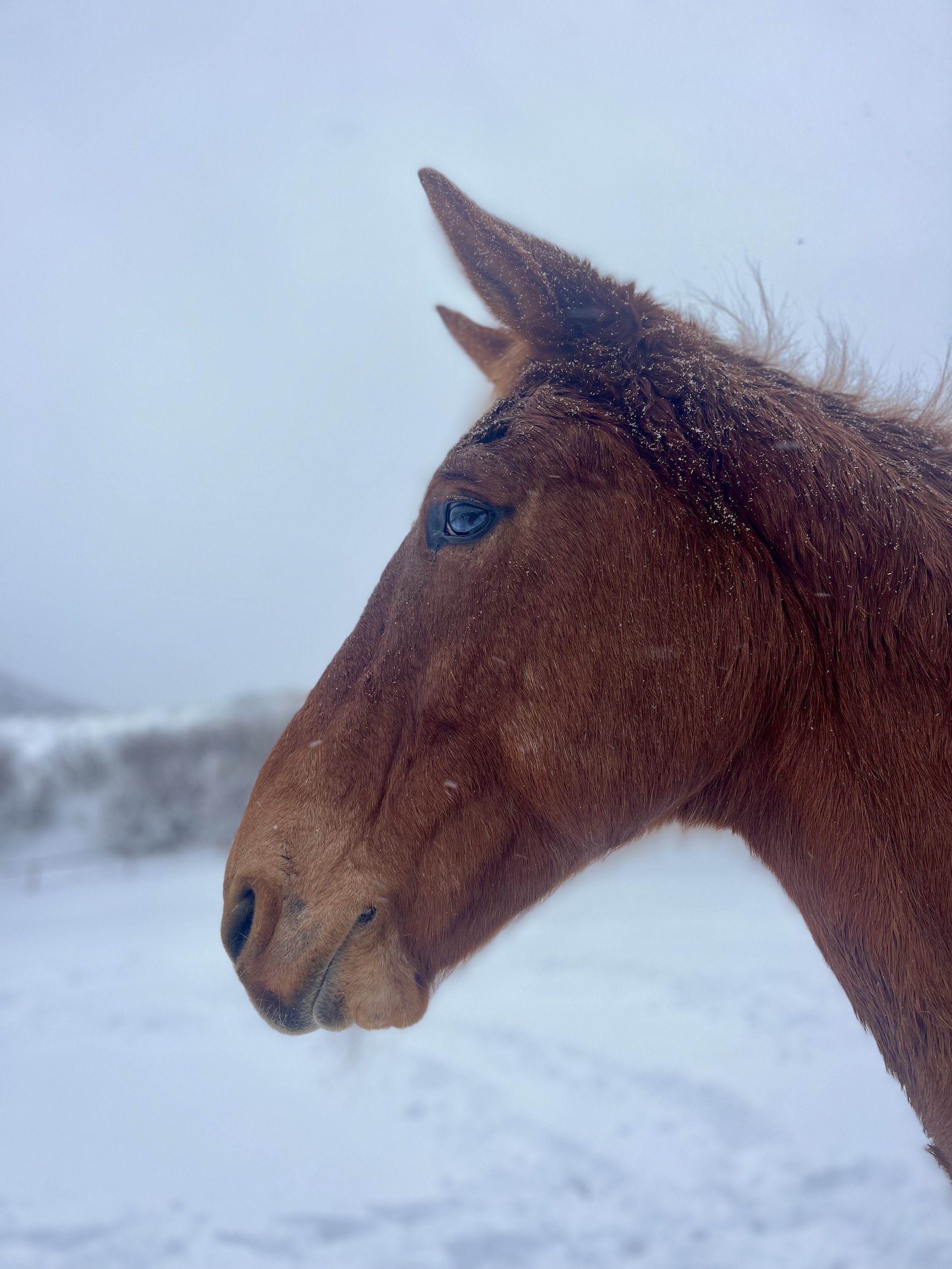 This mule. He is just the definition of handsome. He has the personality to match. He loves his best buddy Shaq, loves carrots and being involved with every little thing you are doing, he has a huge case of FOMO. But we never want to leave him out, n