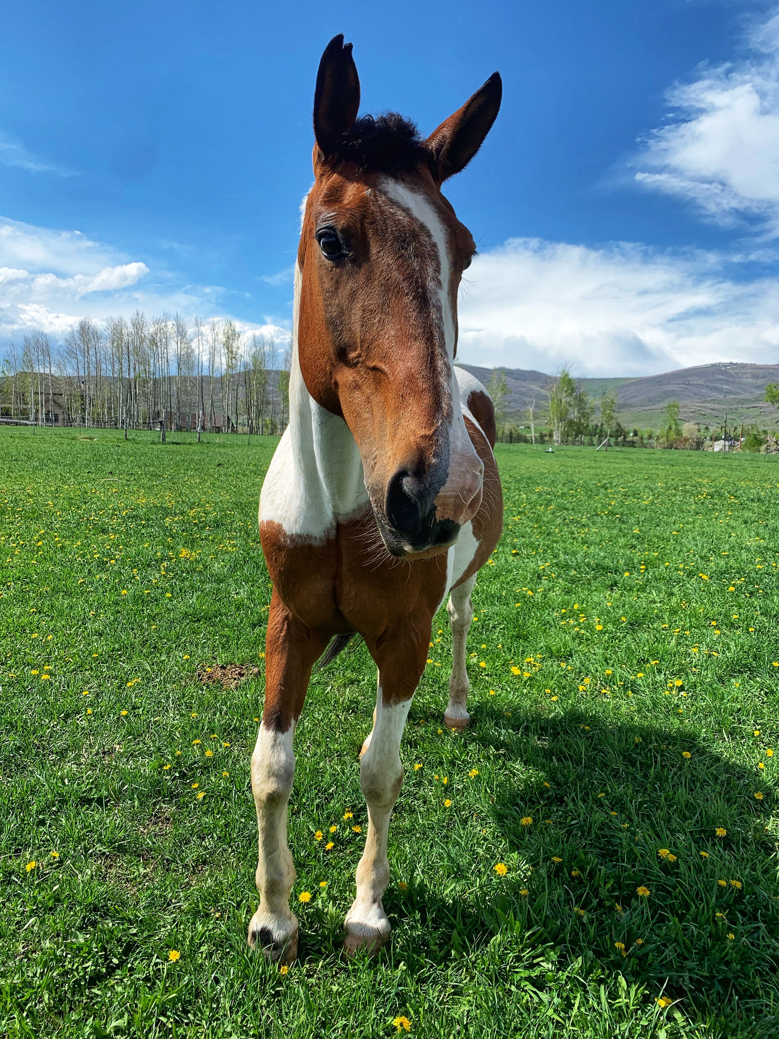This horse. He is the most stoic, kind, steady, dapper gelding we have ever laid eyes on. While we don’t know his past, it has taken him a long time to open up to us. But it brings tears to our eyes now, to see his personality emerging, his trust gro