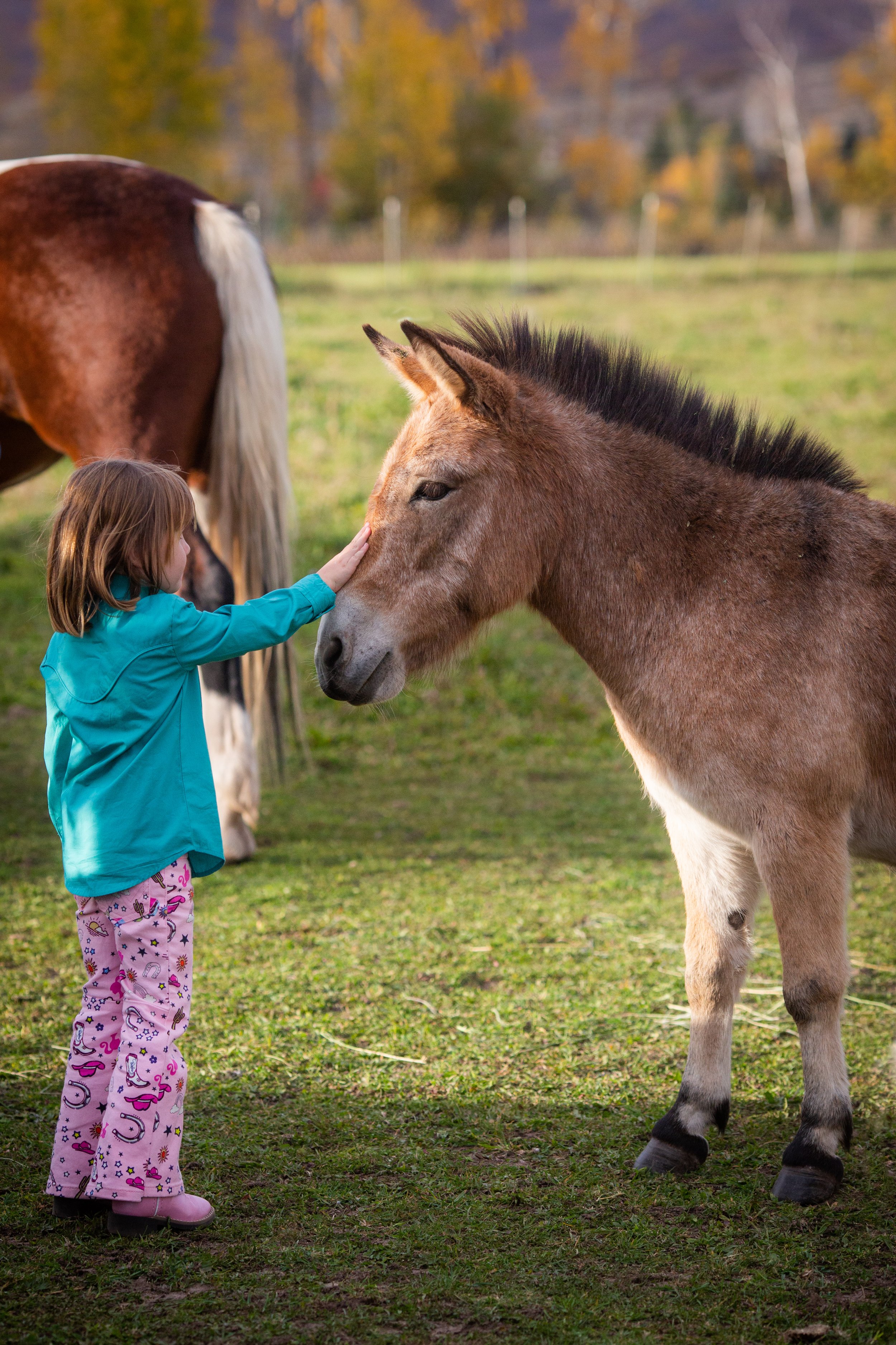 The man, the myth, the legend! This mini mule has so much personality. Like, SO MUCH personality. He should, in fact, have his own social media account. He is the herd protector, court jester and sweetest love bug. This misfit herd would be incomplet