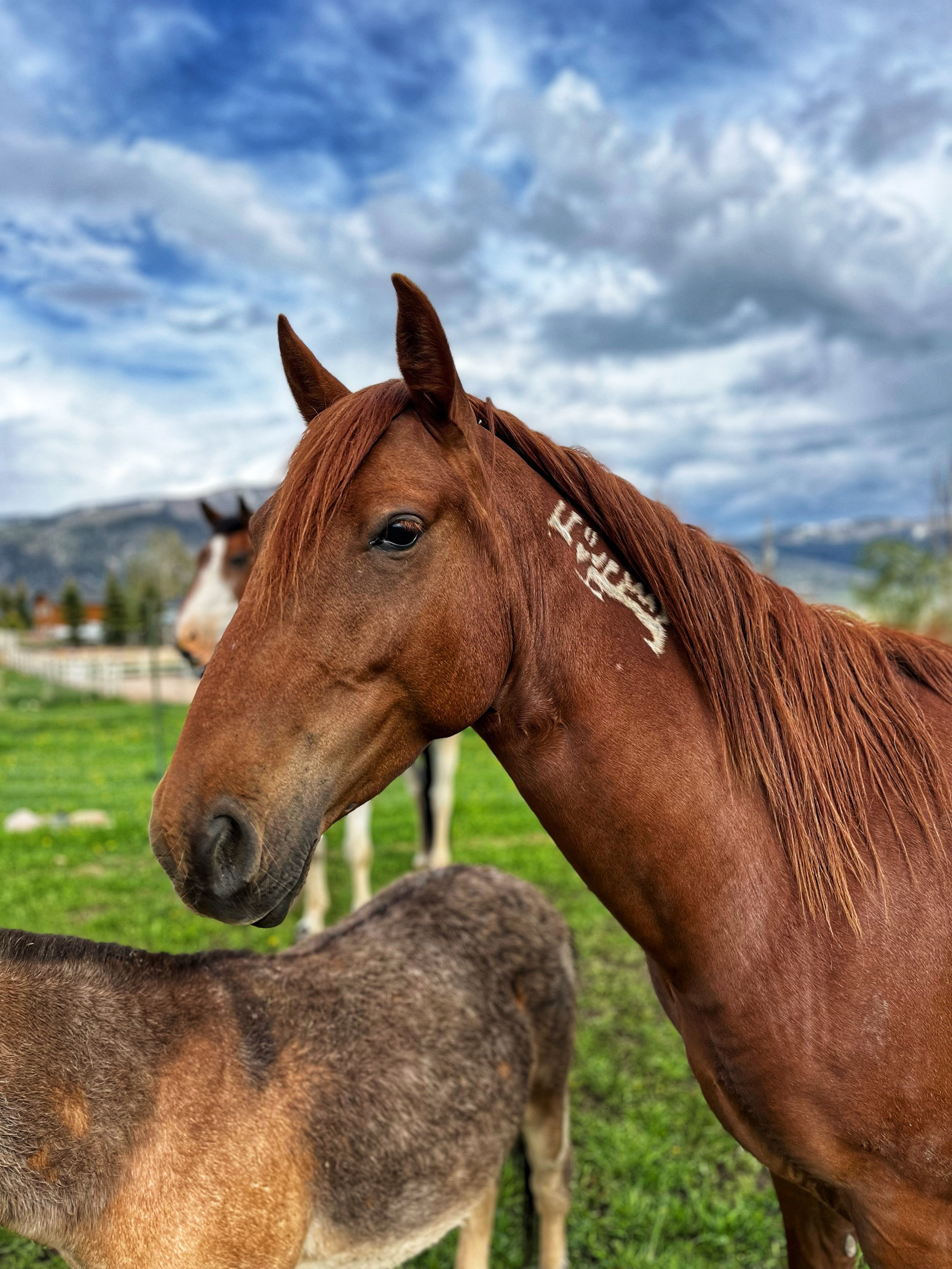When you know, you know. This is just how it works with me and rescue animals. It’s a connection I can’t explain, but it drives me to do… well crazy things! It’s just plain and simple how I roll. Kestrel is an undeniably gorgeous mustang from a north