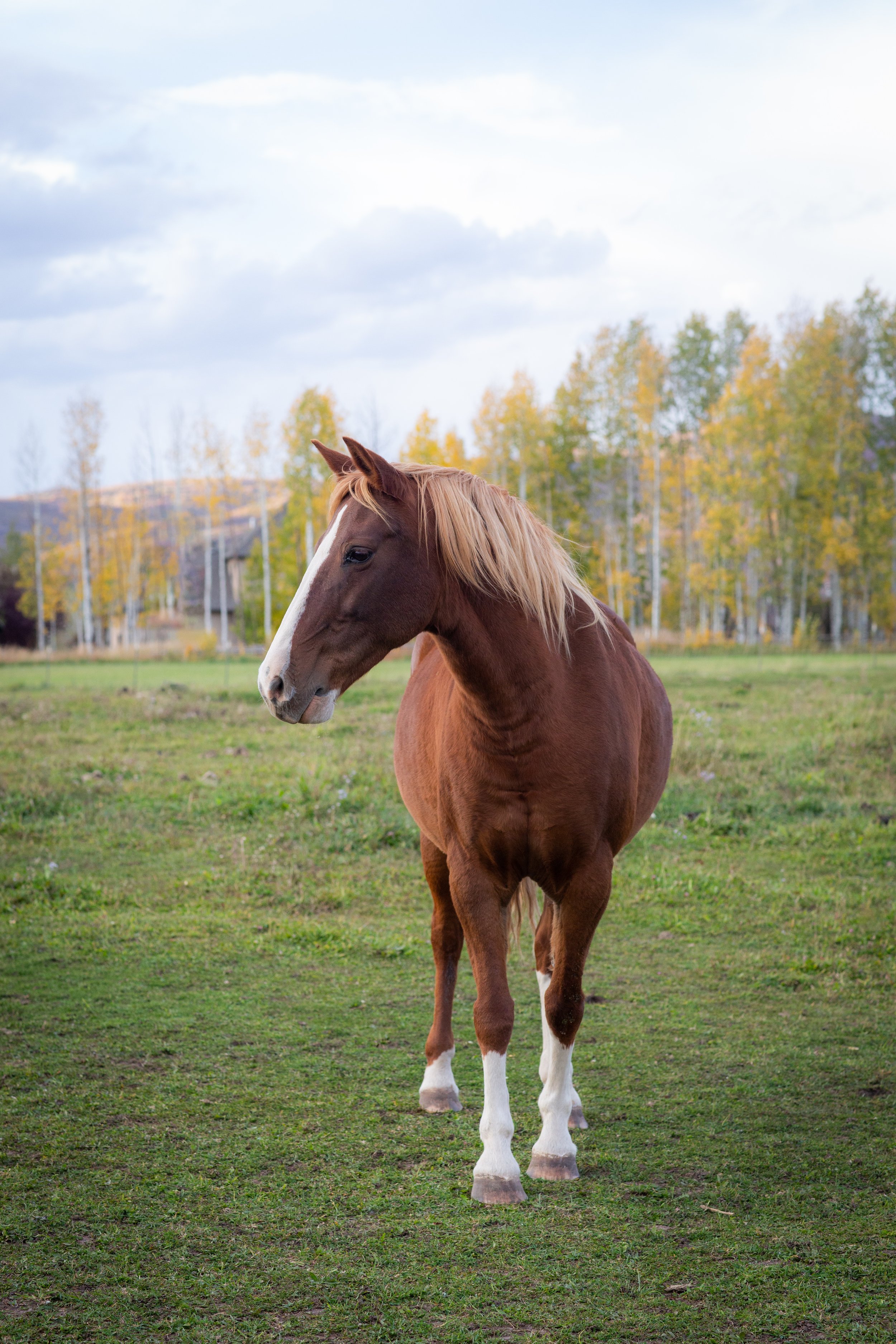 It all started with a picture posted on Facebook. I knew the minute I saw him that he was meant to be with me. This mustang has done nothing short of change my life. I have learned so much about myself, horses and the intimate connection that can be