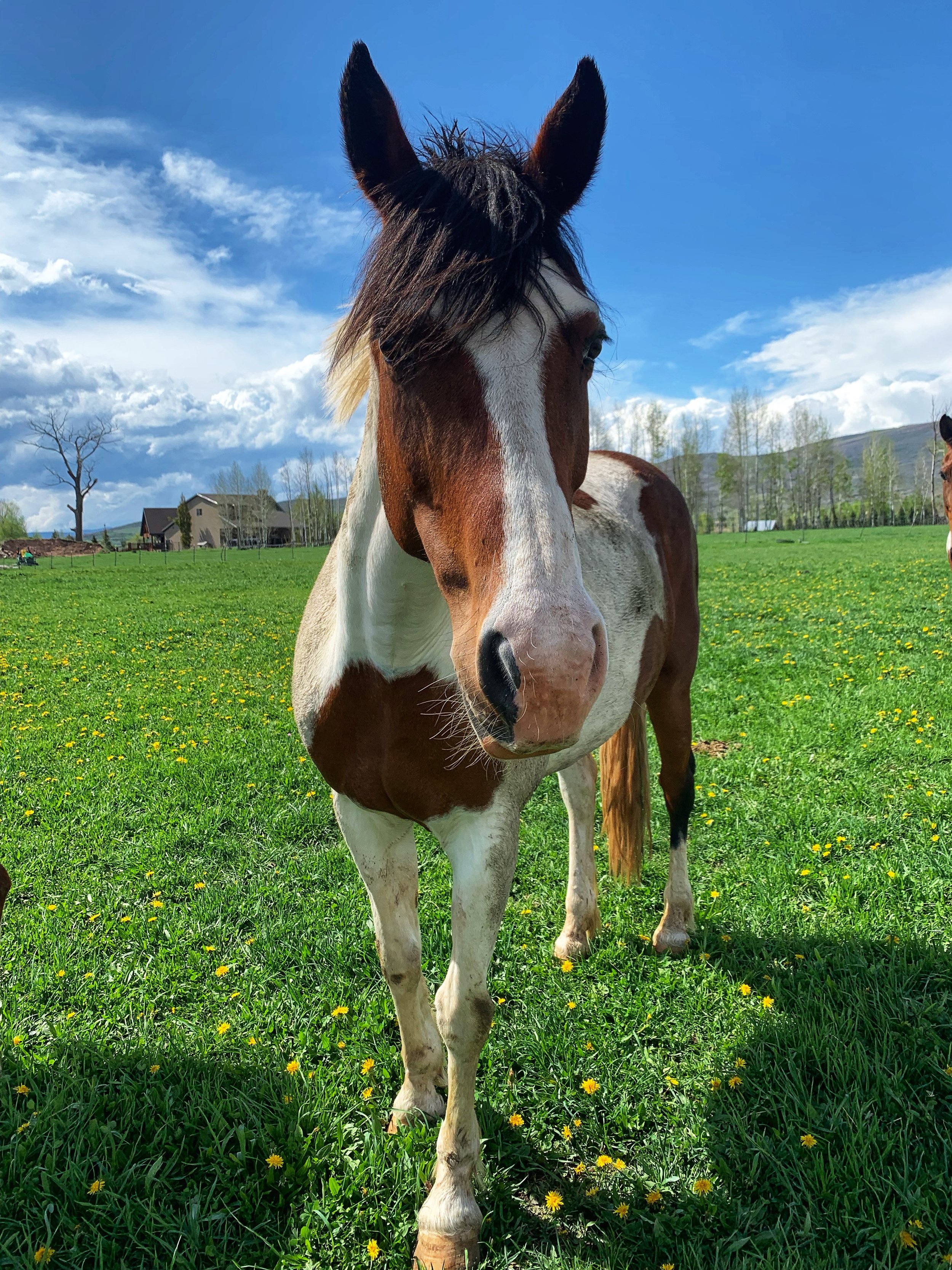Lola was our first foray into the world of equine kill pens. And wow has she shined a light on so many hard truths about the horse industry. Lola has been with us for over eight years now. She is our matriarch, she is the one who opened our eyes and